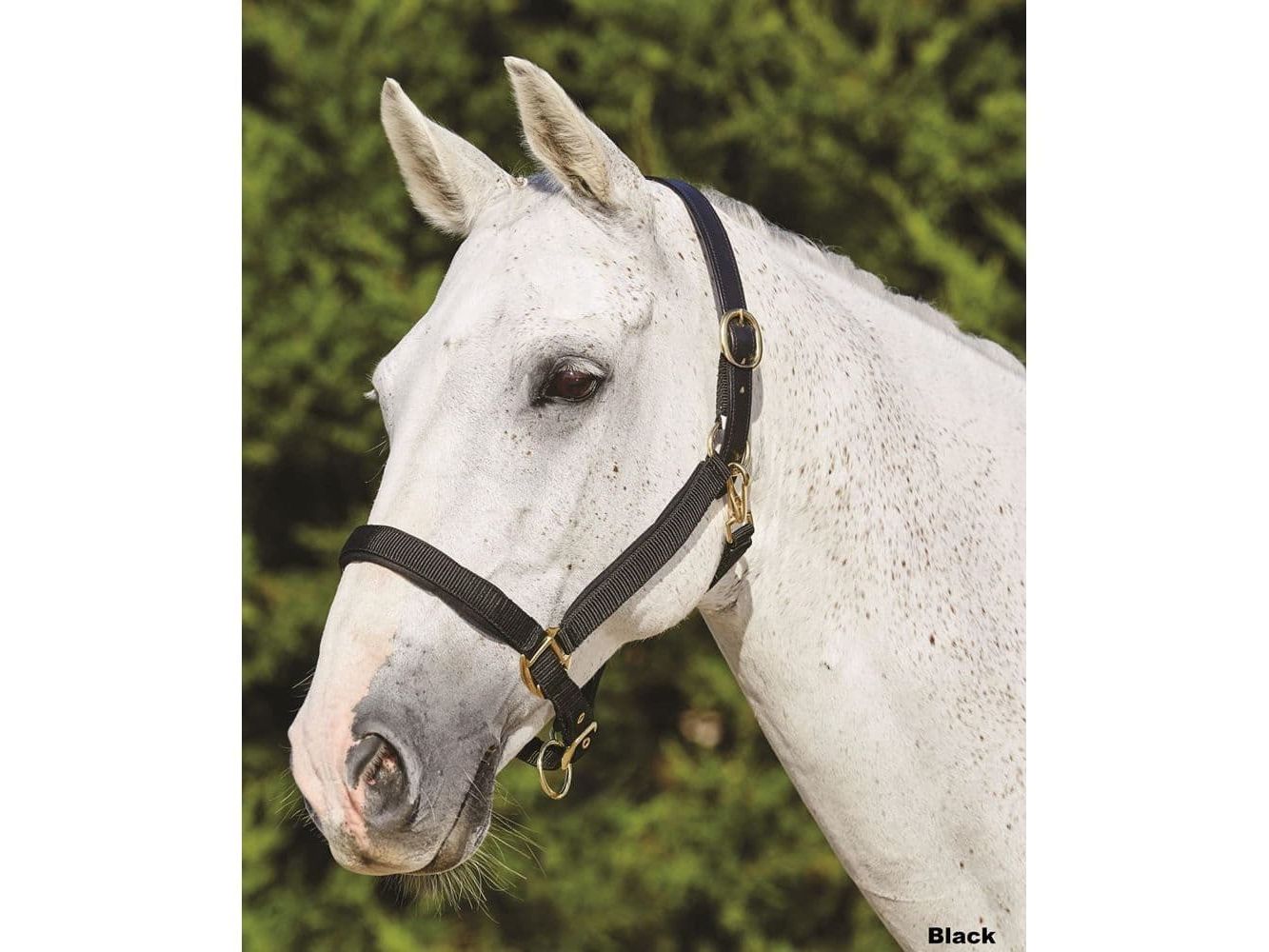 Kincade Deluxe Webbed Headcollar With Leather Crown