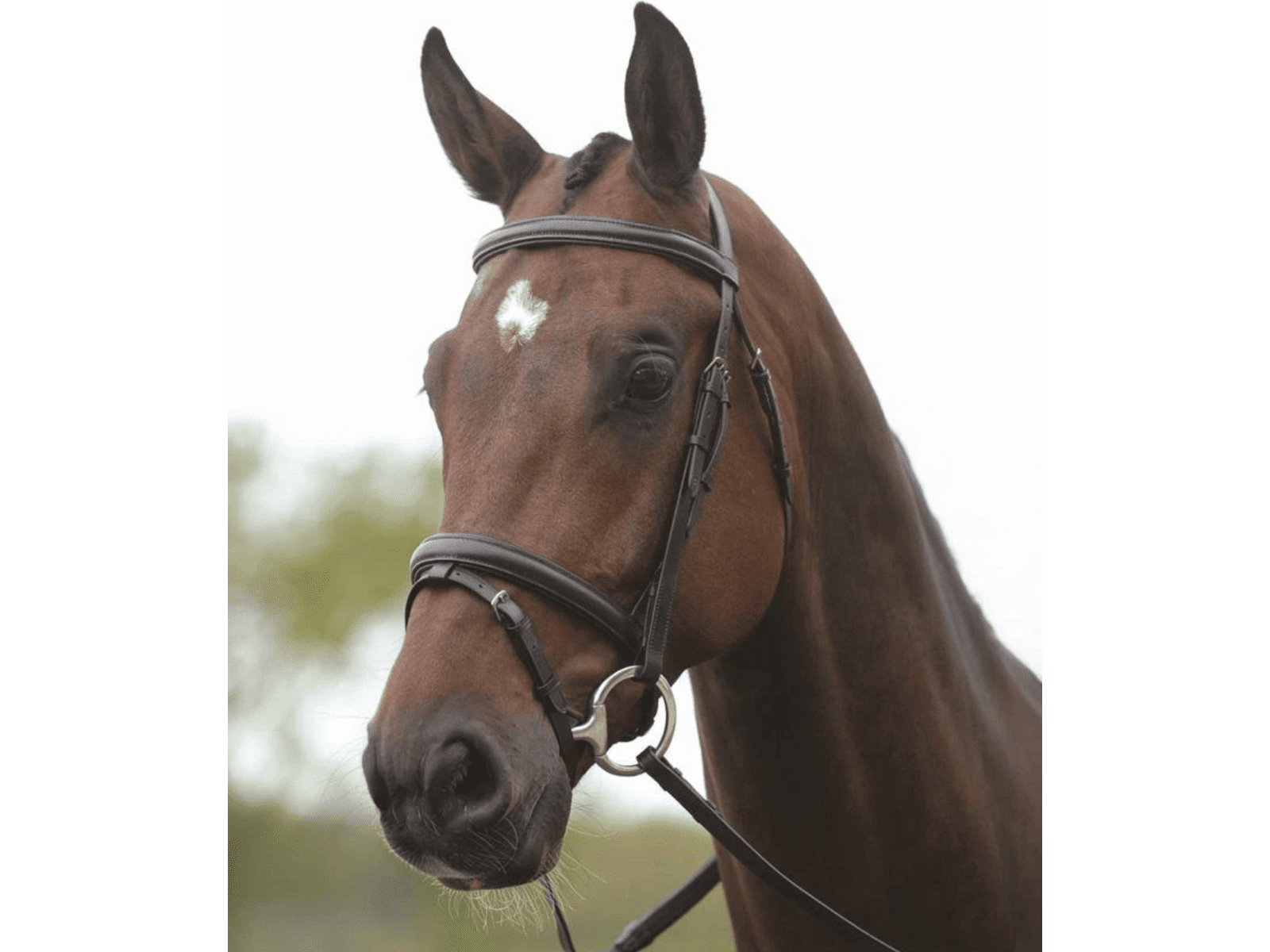 Kincade Flash Bridle II