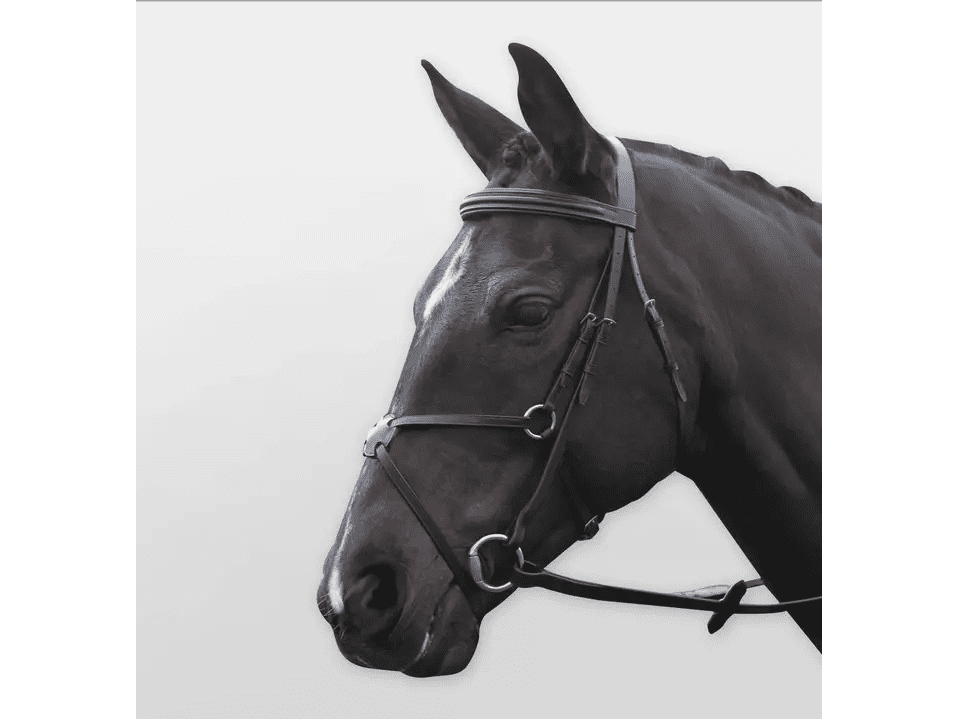 Kincade Grackle Bridle II