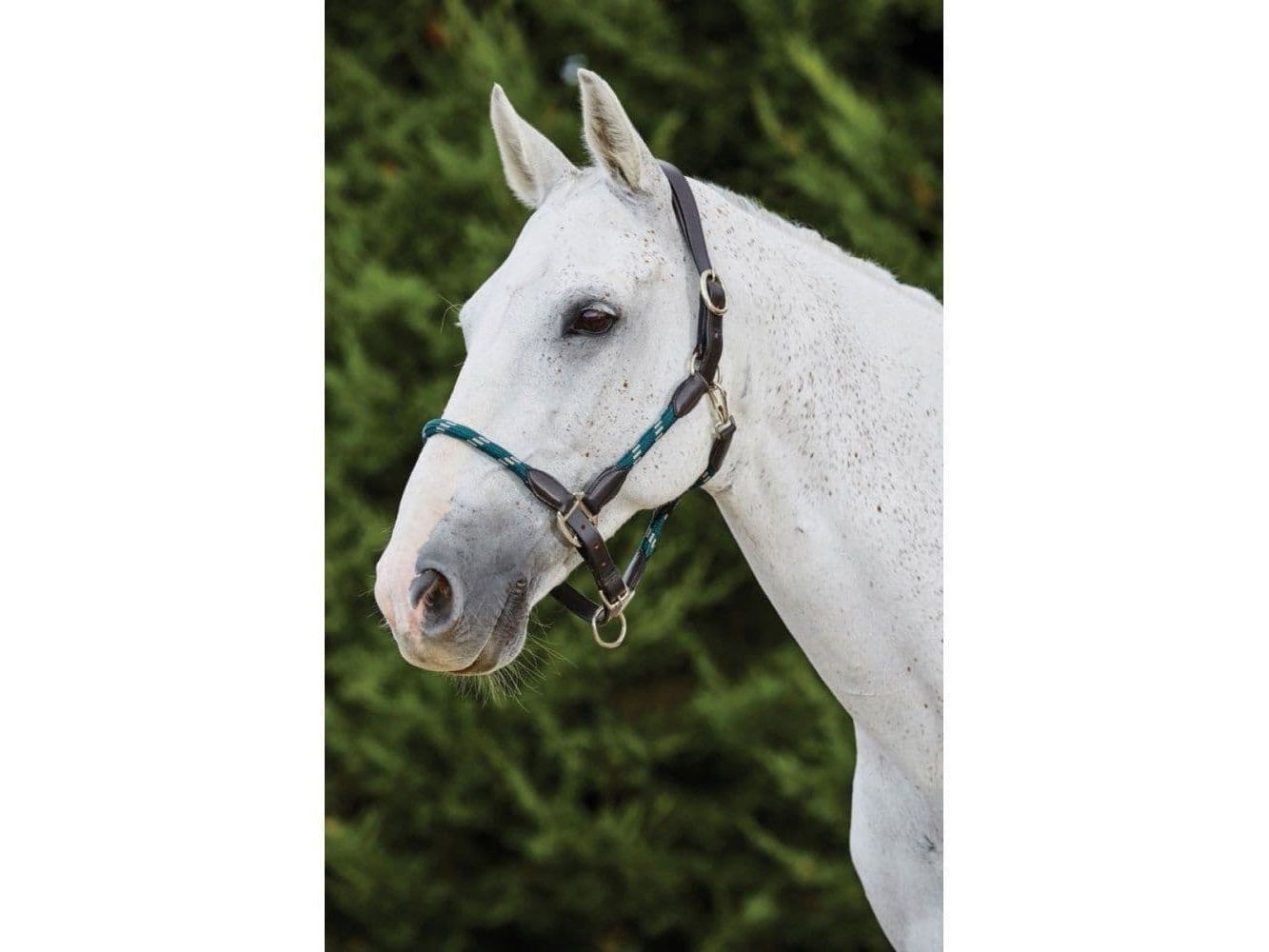 Kincade Leather Rope Headcollar