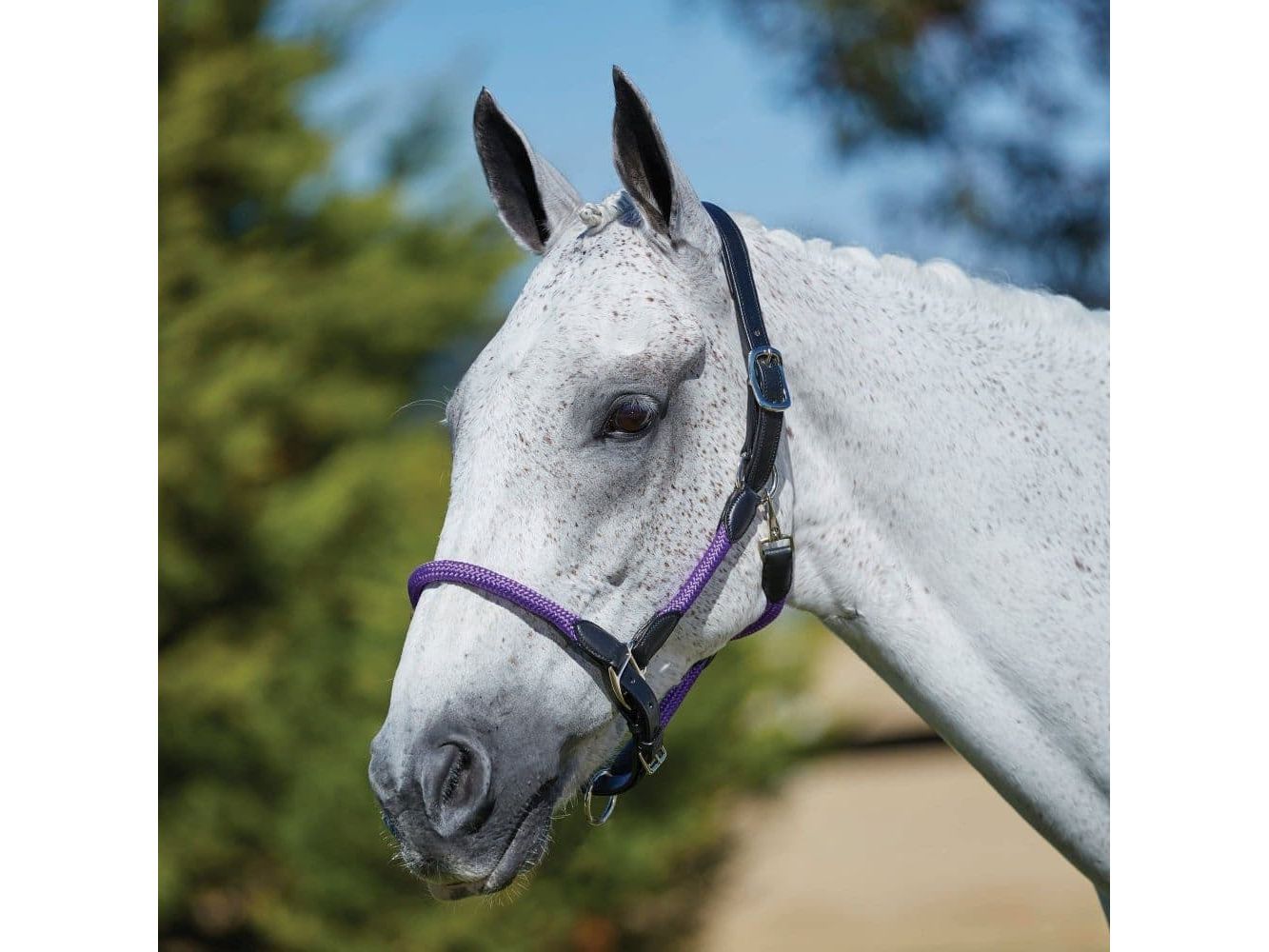 Kincade Leather Rope Headcollar