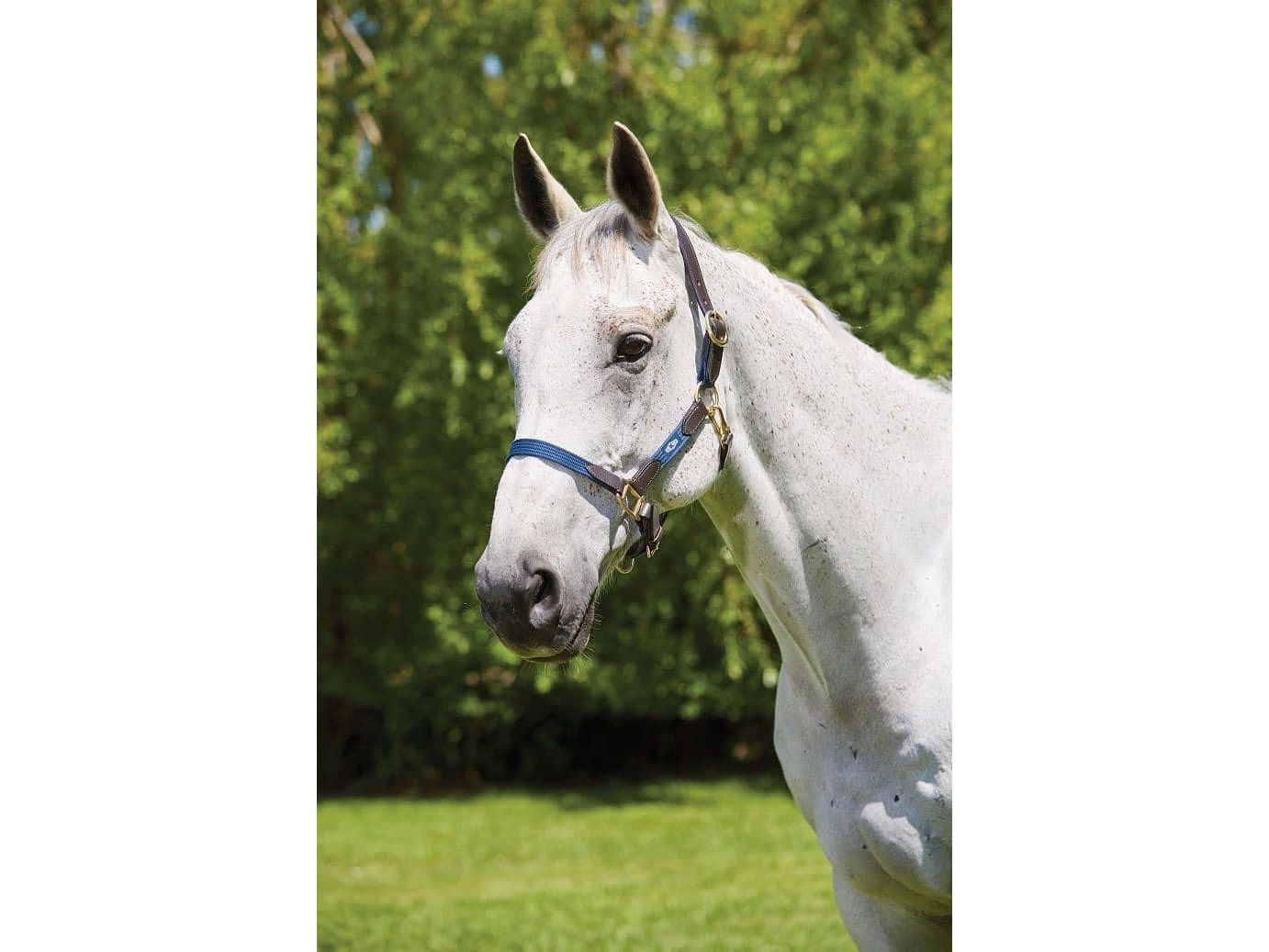 Kincade Leather Web Headcollar