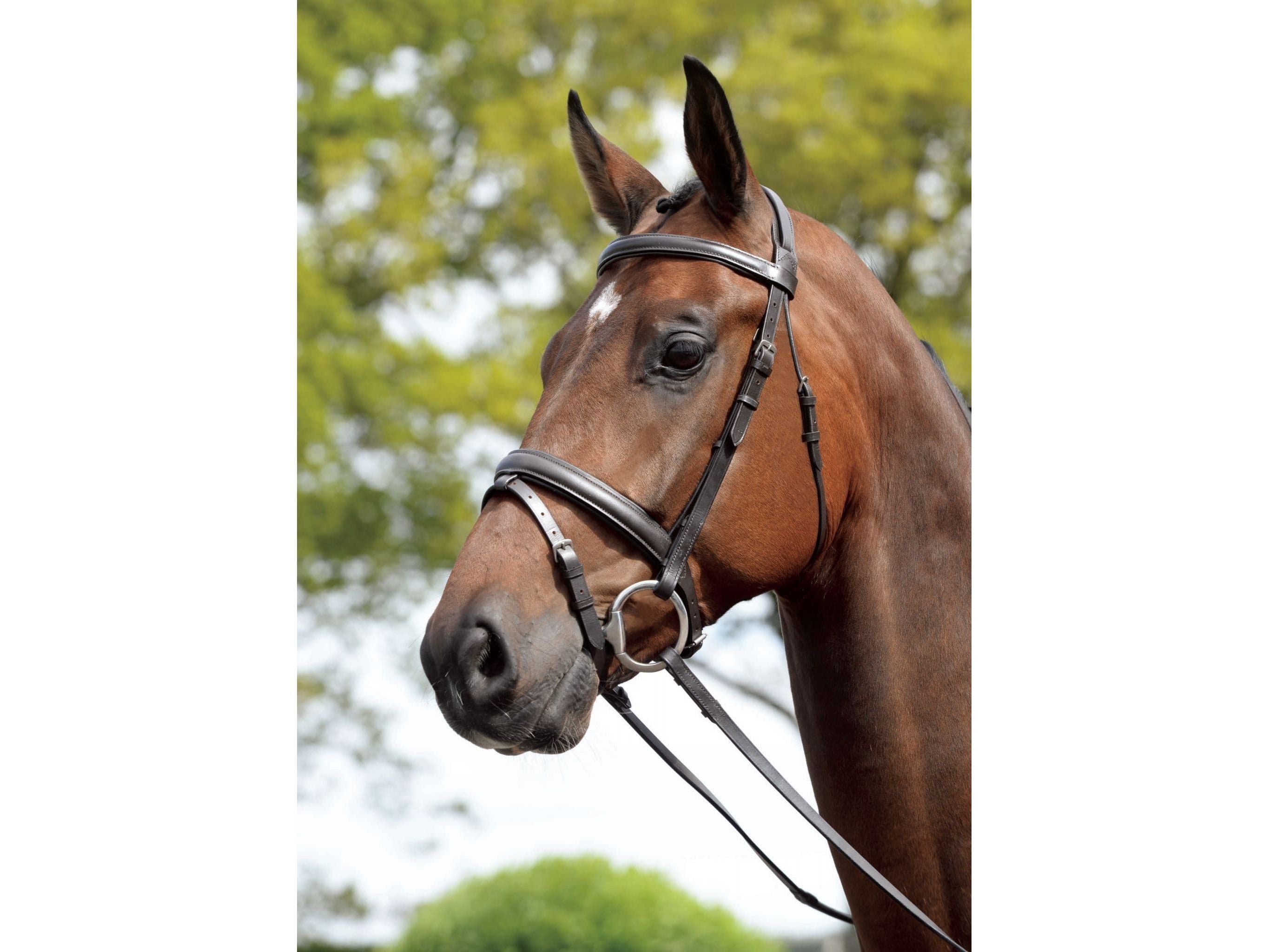 Kincade Padded Headpiece Flash Bridle