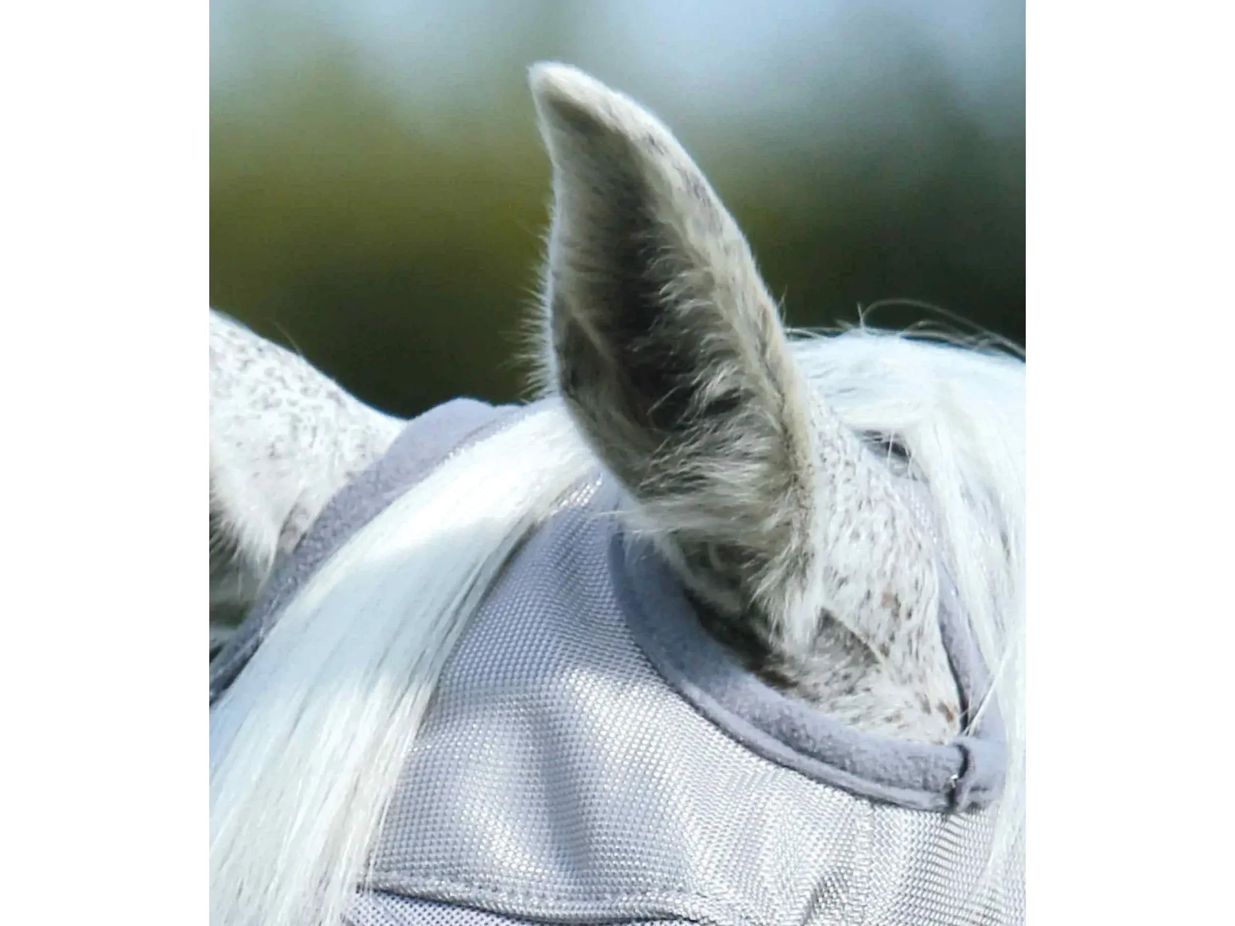 Premier Equine Buster Mask: Standard