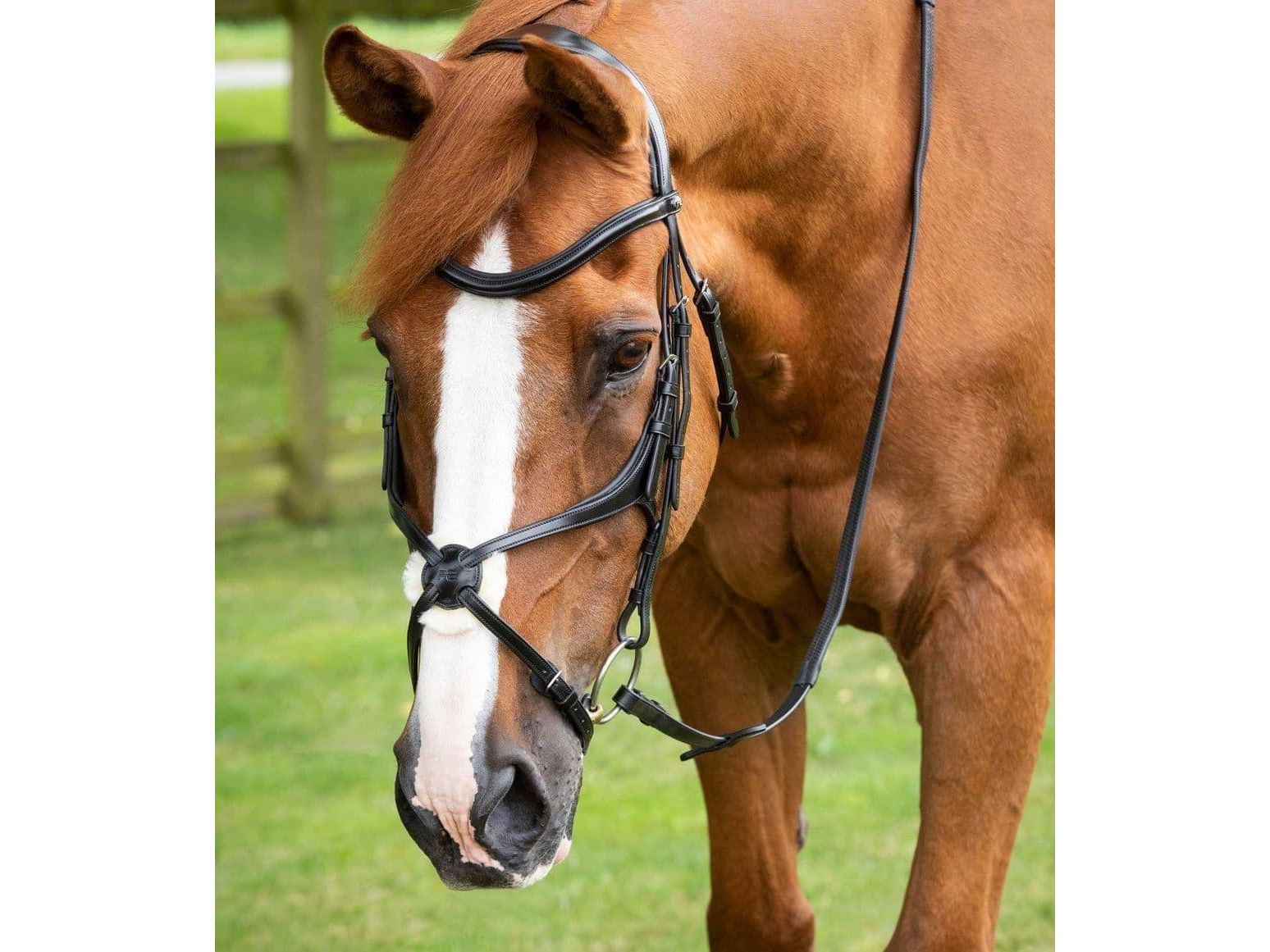 Premier Equine Glorioso Grackle Bridle