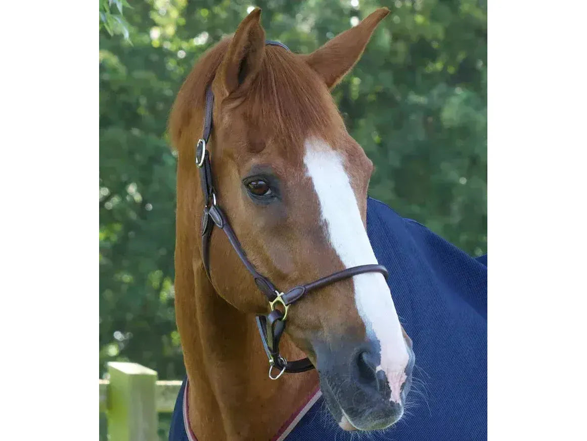 Premier Equine Hennaroso Rolled Anatomic Leather Headcollar