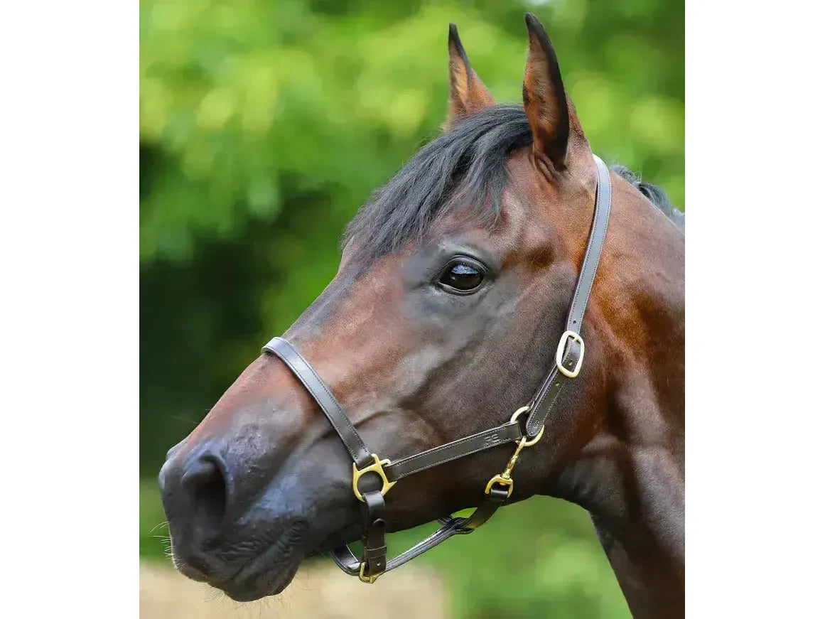 Premier Equine Pasco Plain Leather Head Collar