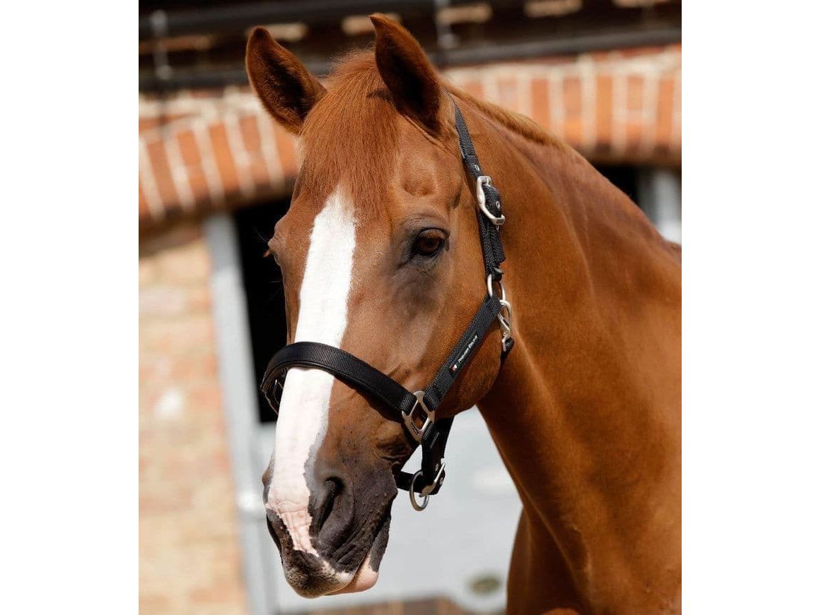 Premier Equine Plain Padded Head Collar