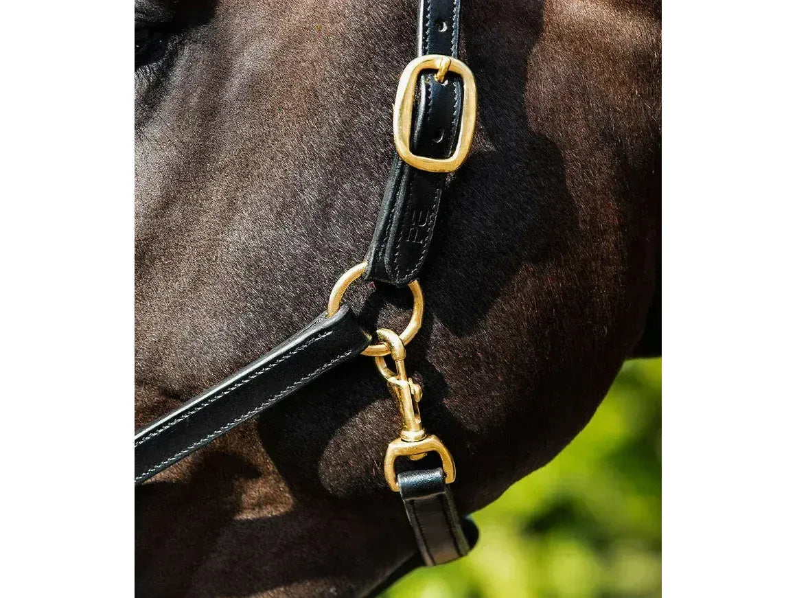Premier Equine Rego Padded Leather Head Collar