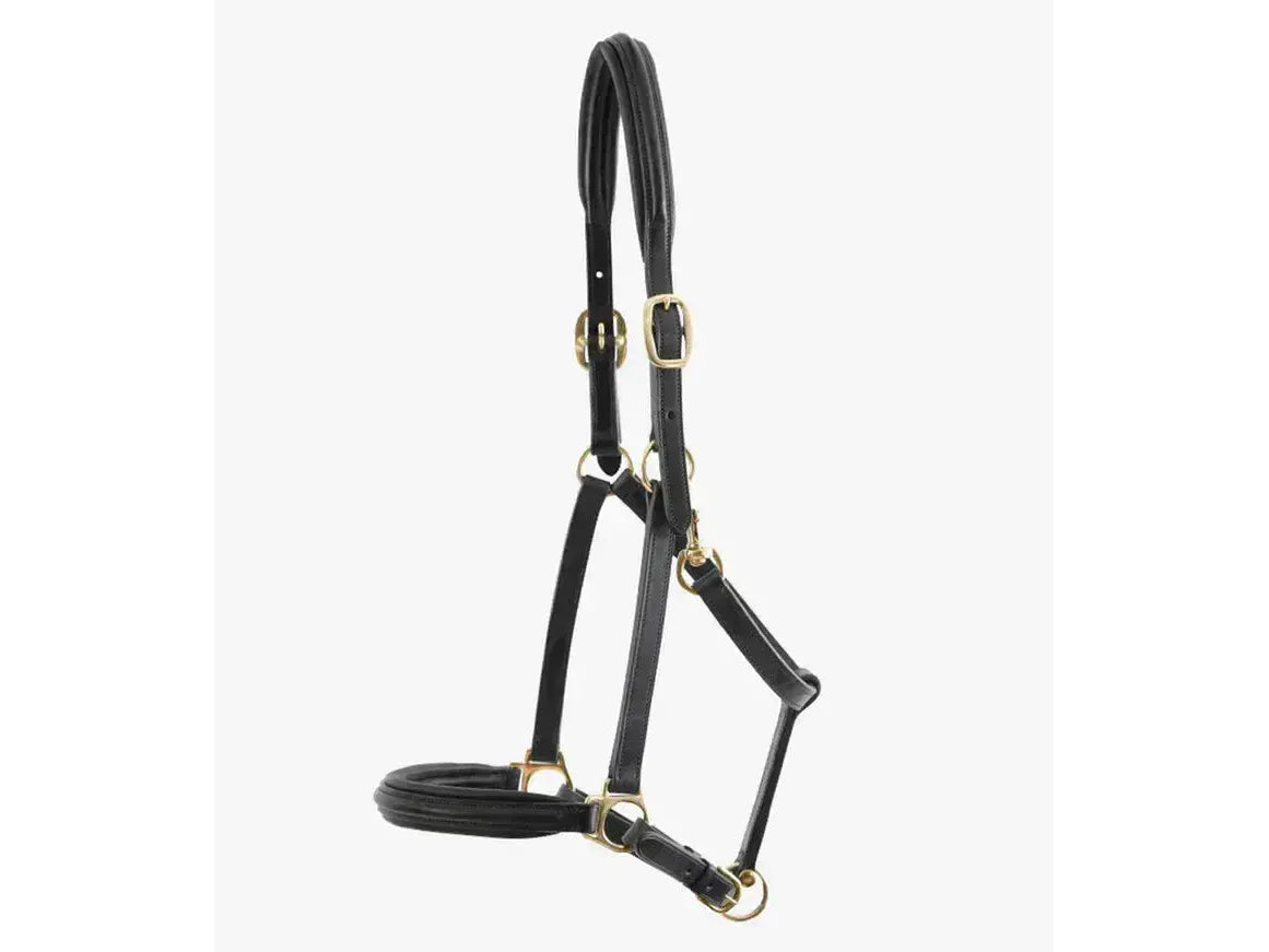 Premier Equine Rego Padded Leather Head Collar