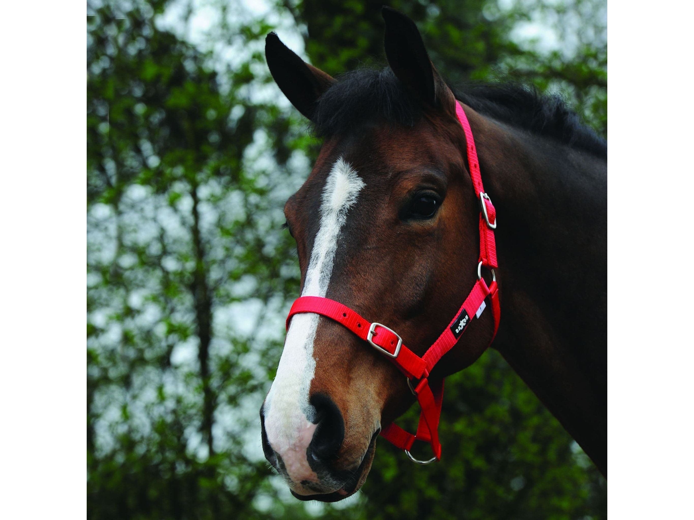Saxon Economy Headcollar