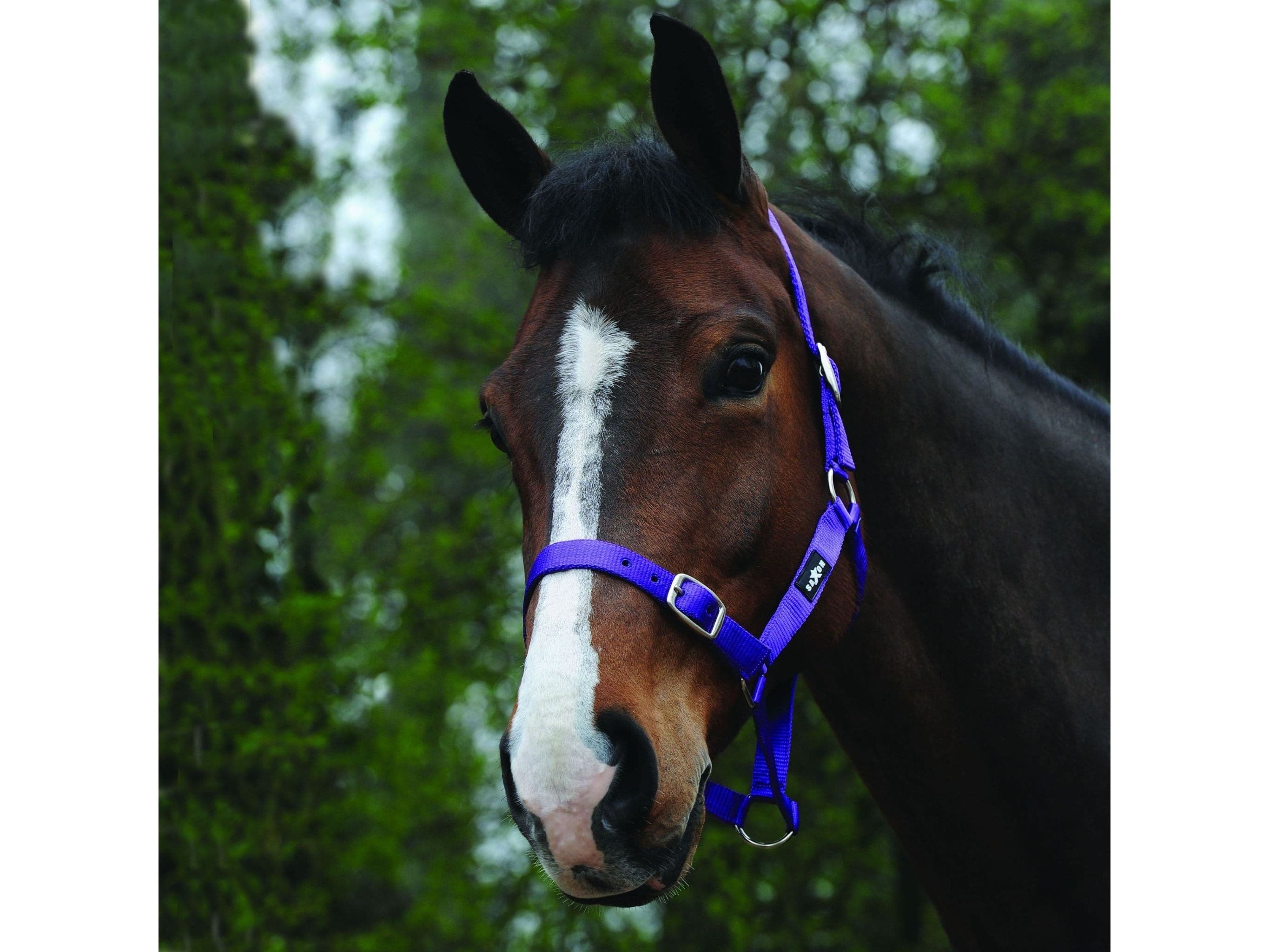 Saxon Economy Headcollar