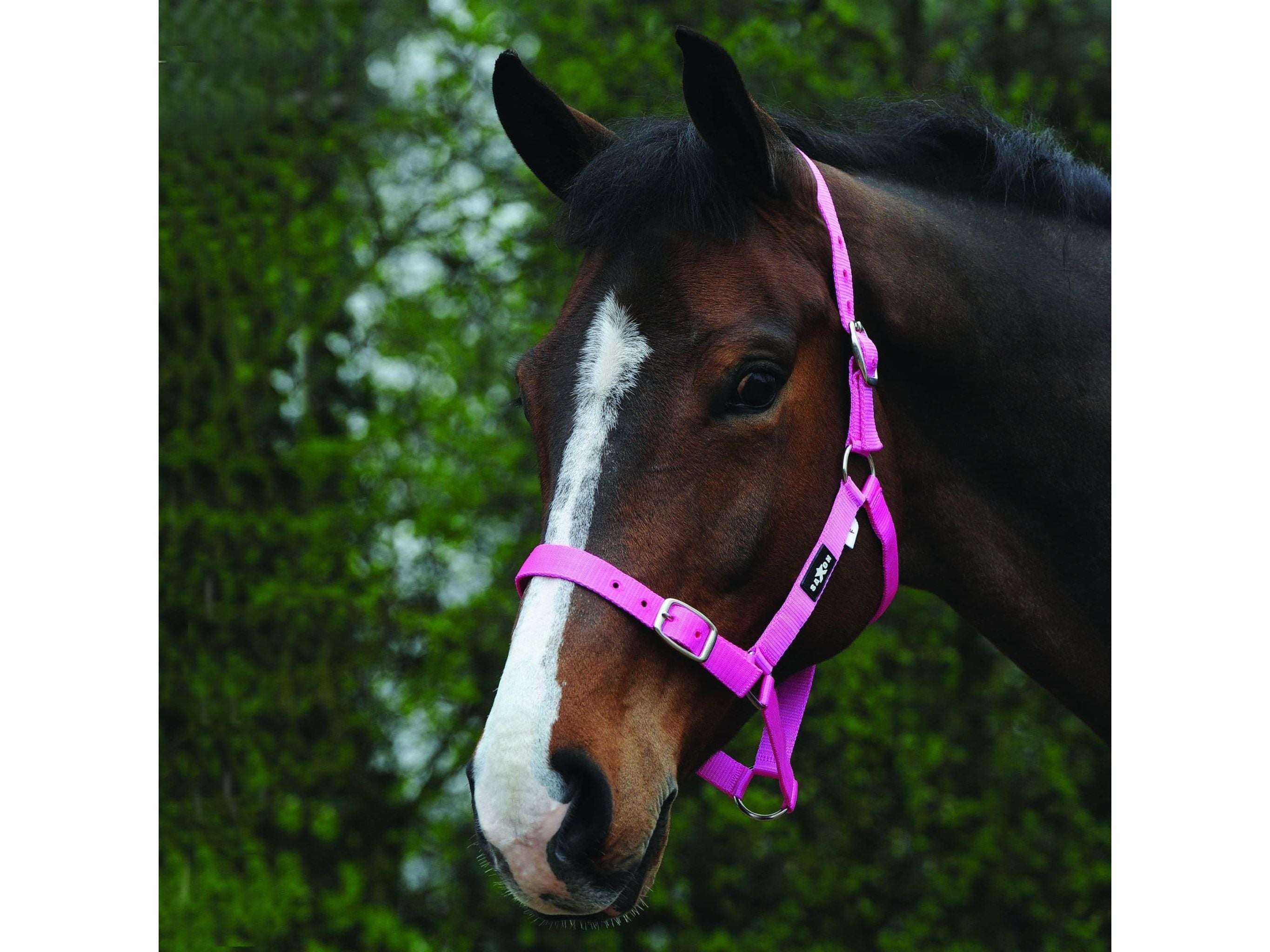 Saxon Economy Headcollar