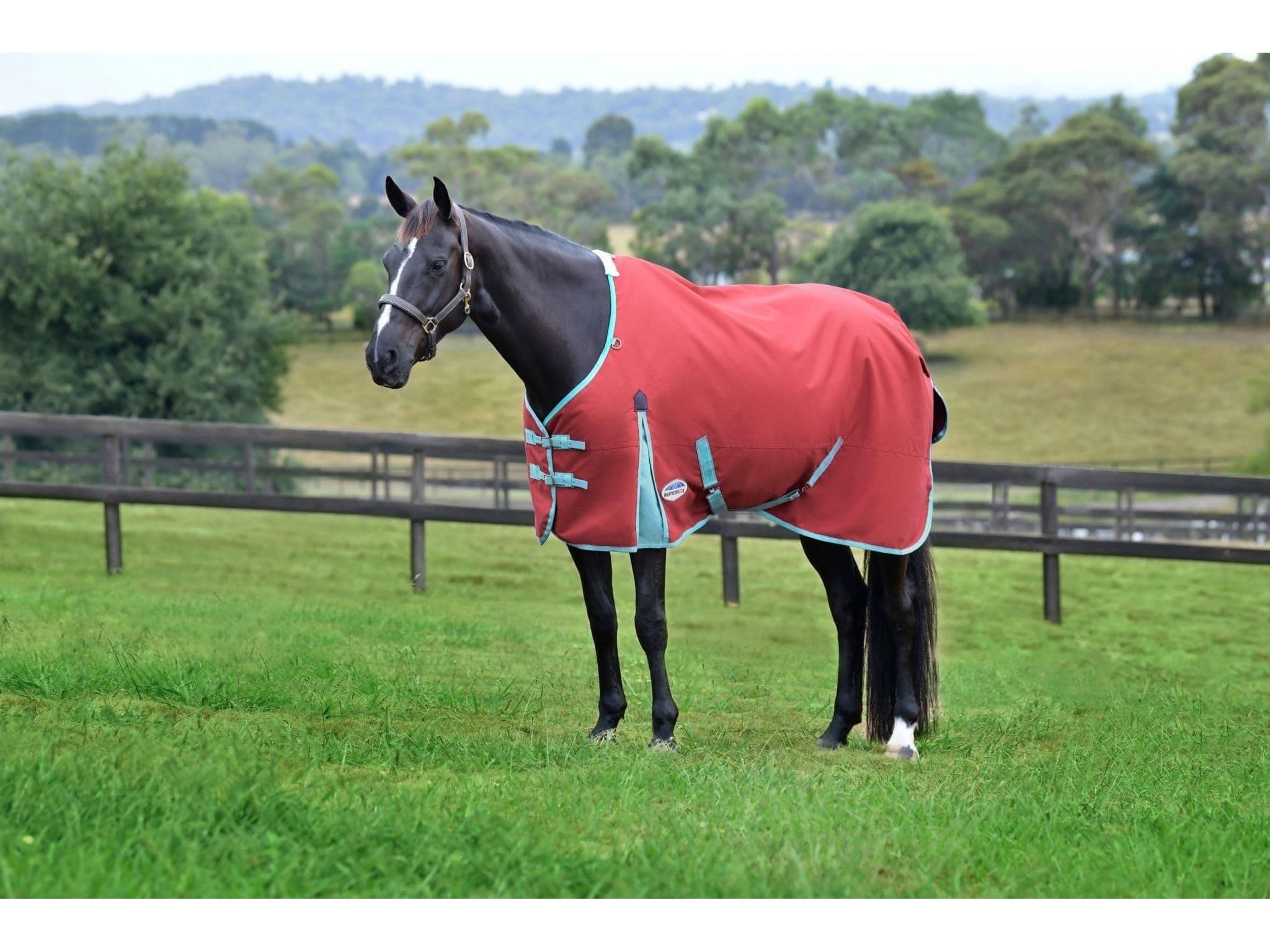 Weatherbeeta Comfitec Essential Standard Neck 50g Lite Plus