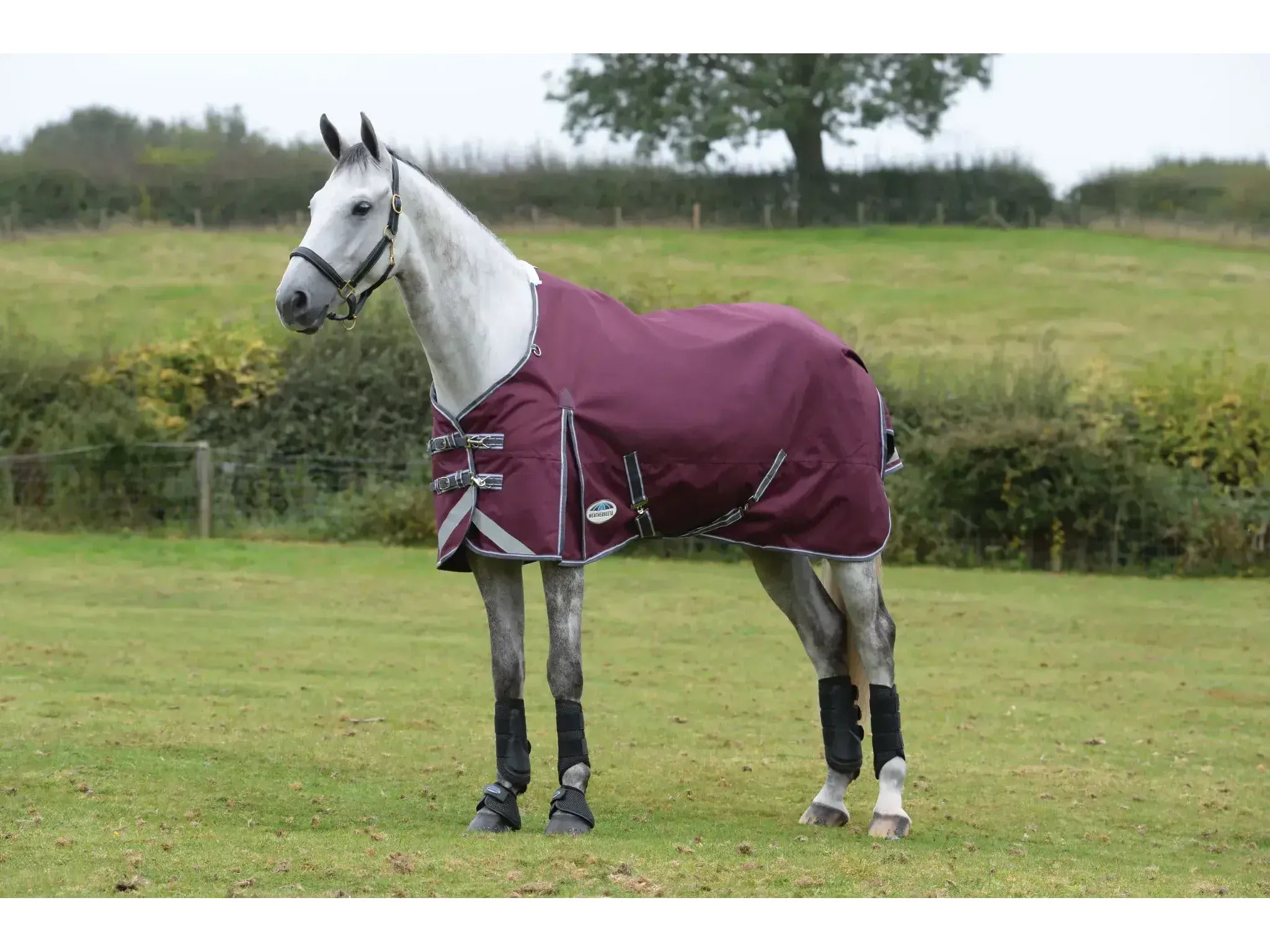 Weatherbeeta Comfitec Plus Dynamic II Standard 0g Neck Lite - Maroon / Grey / White