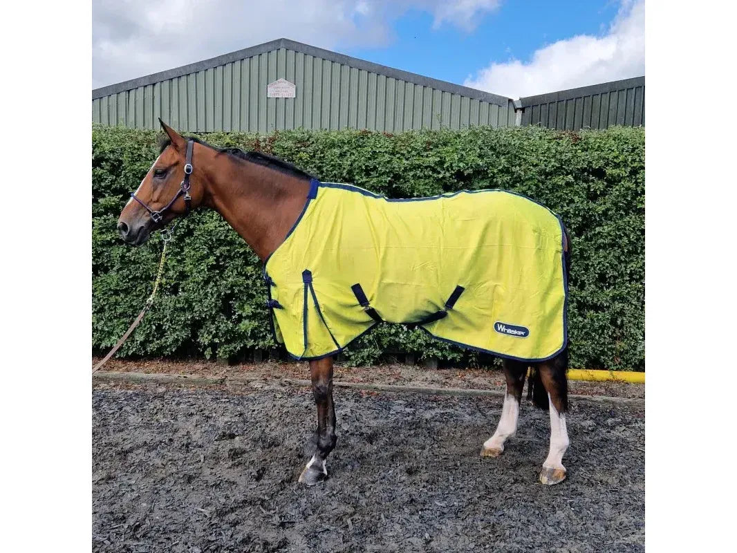 Whitaker Allerton Cotton Sheet in Yellow