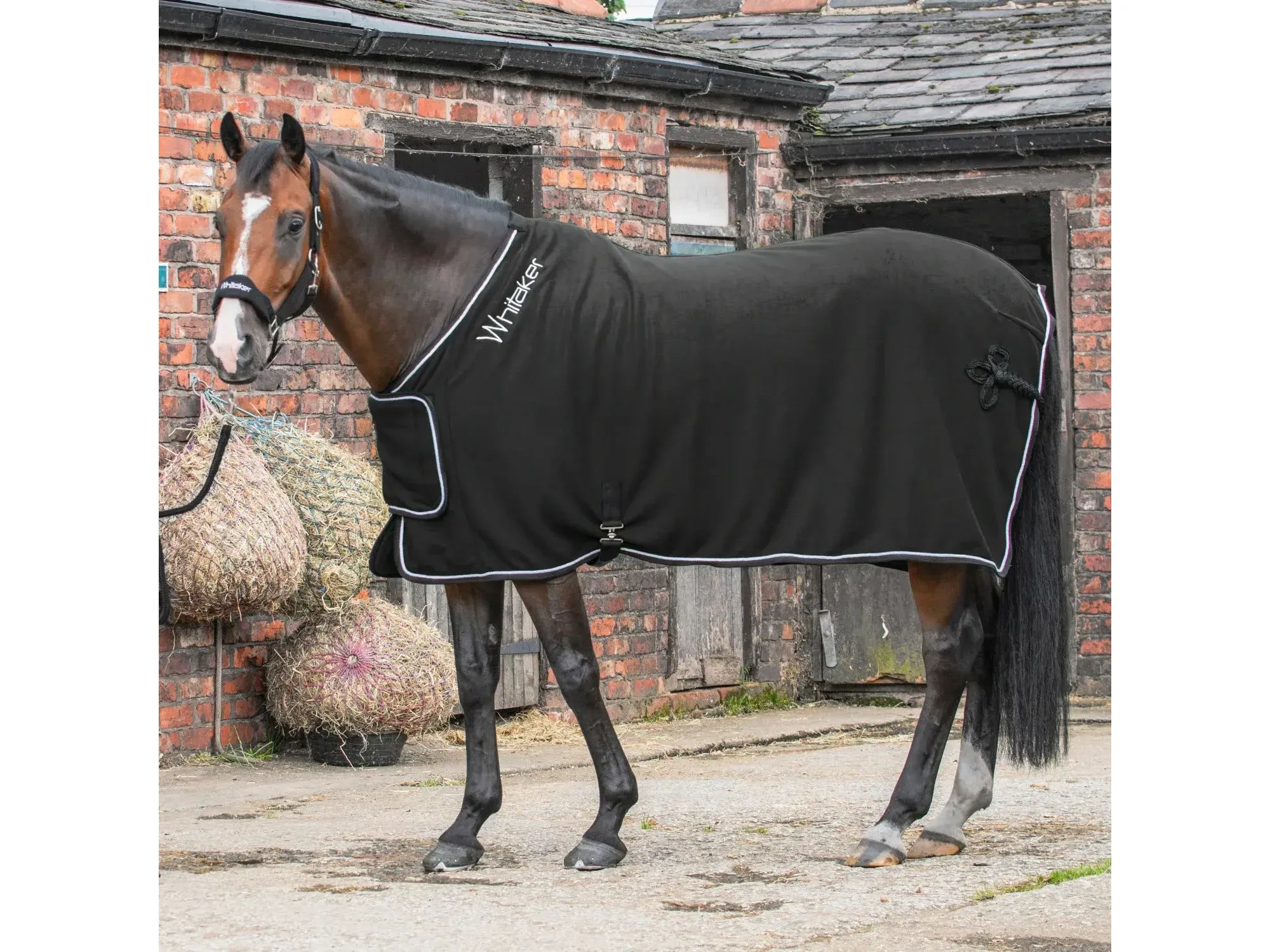 Whitaker Club Show Rug in Black
