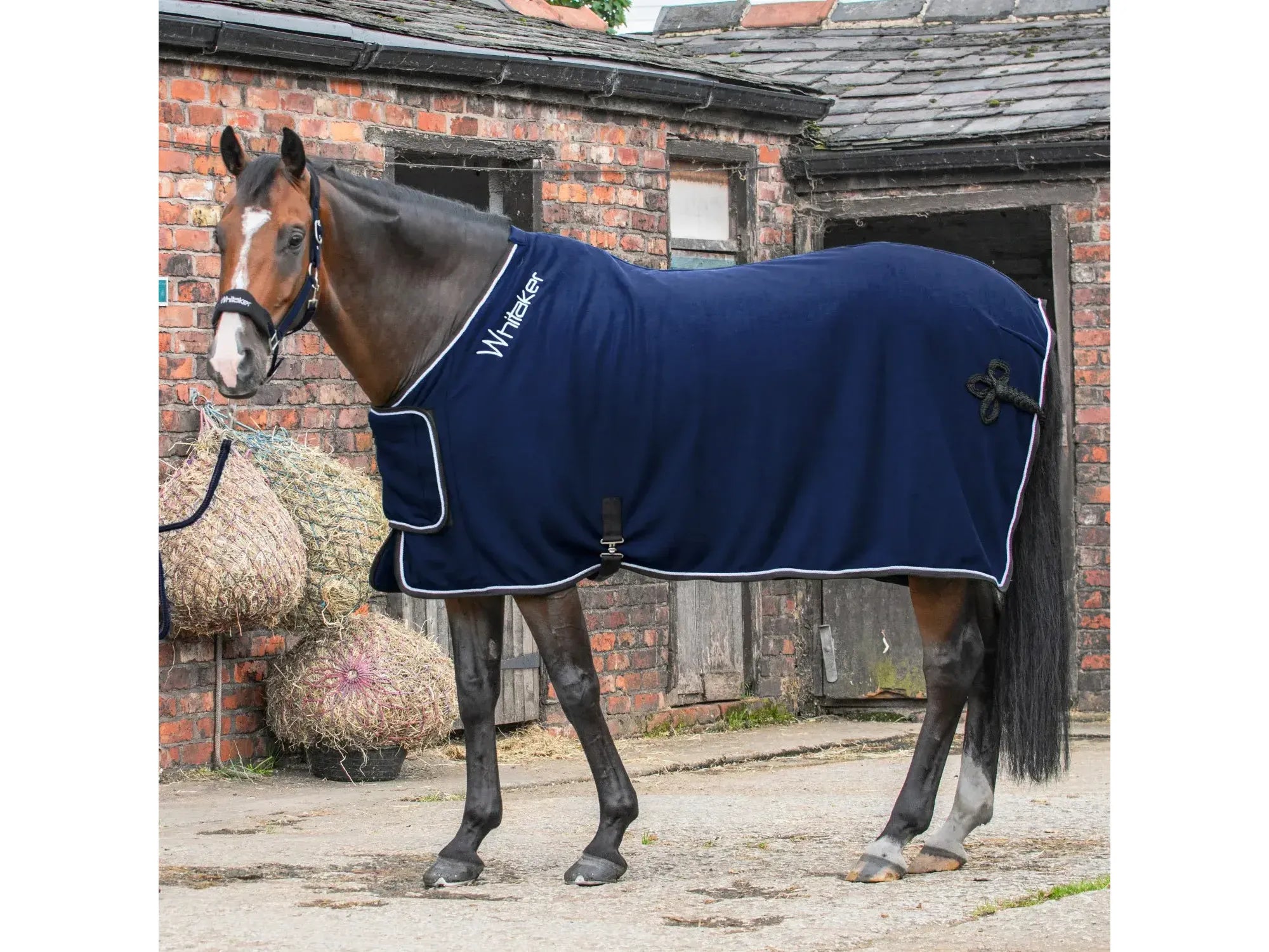 Whitaker Club Show Rug in Black