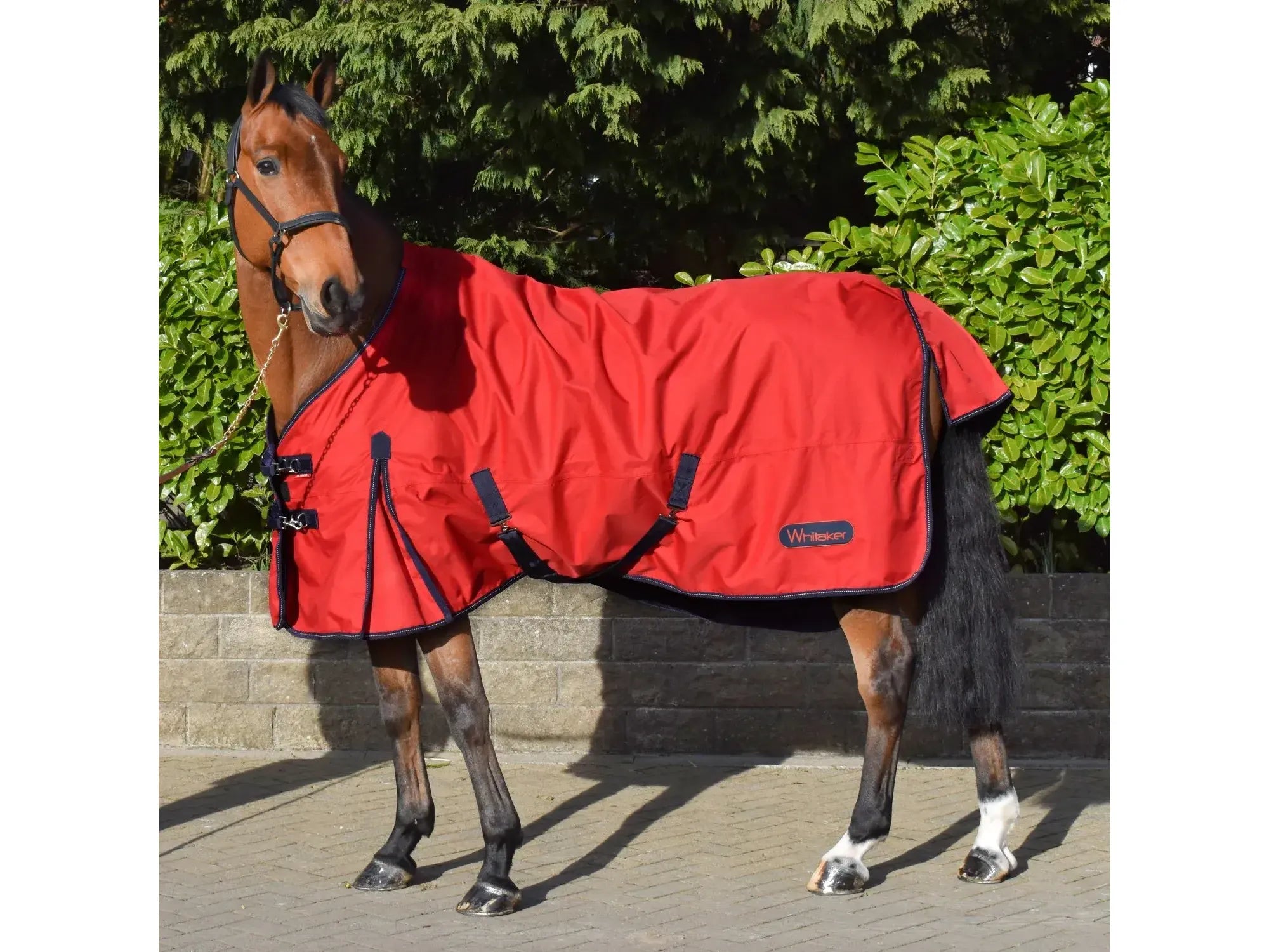 Whitaker Rastrick 100g Lightweight Turnout Rug