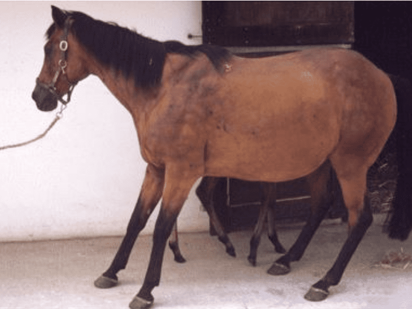 Laminitis prevention in horses – hoof health and diet management