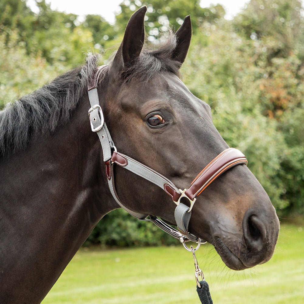 leather webbing headcollar havana/navy - equestrian equipment