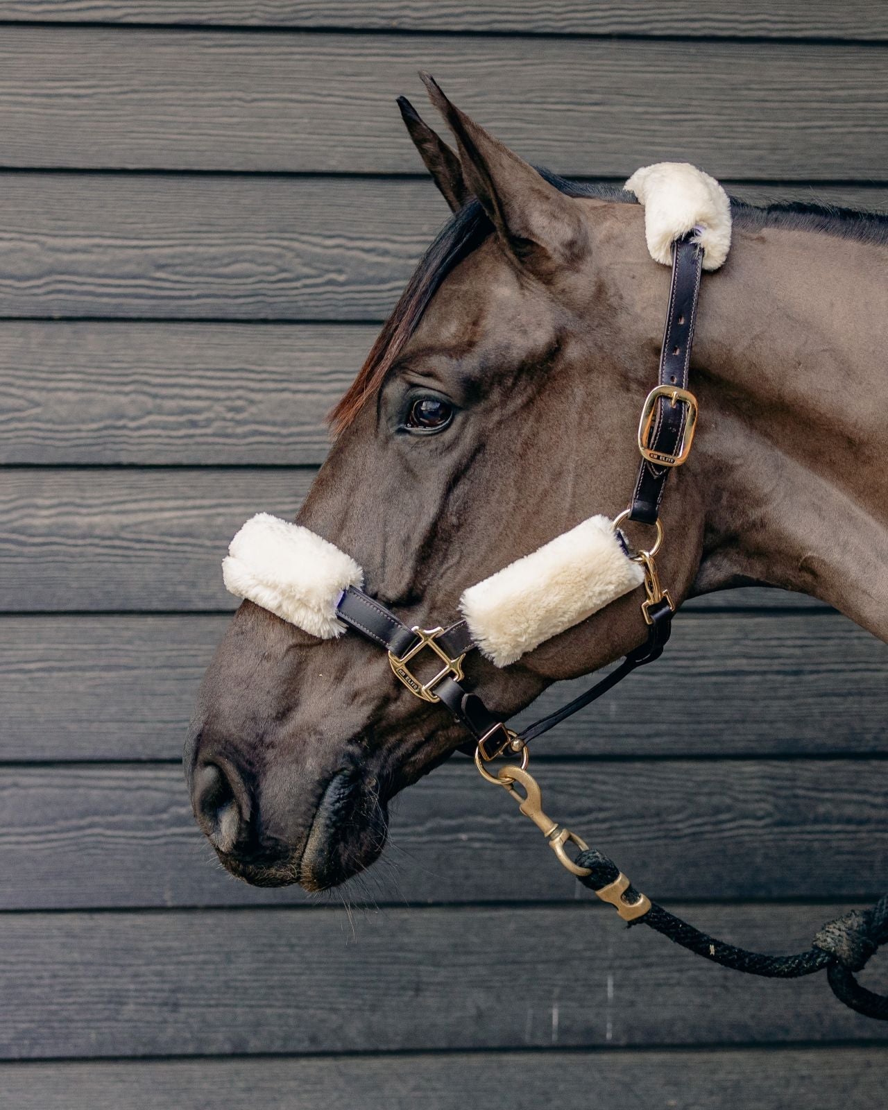 km elite teddy soft headstall set - equestrian equipment