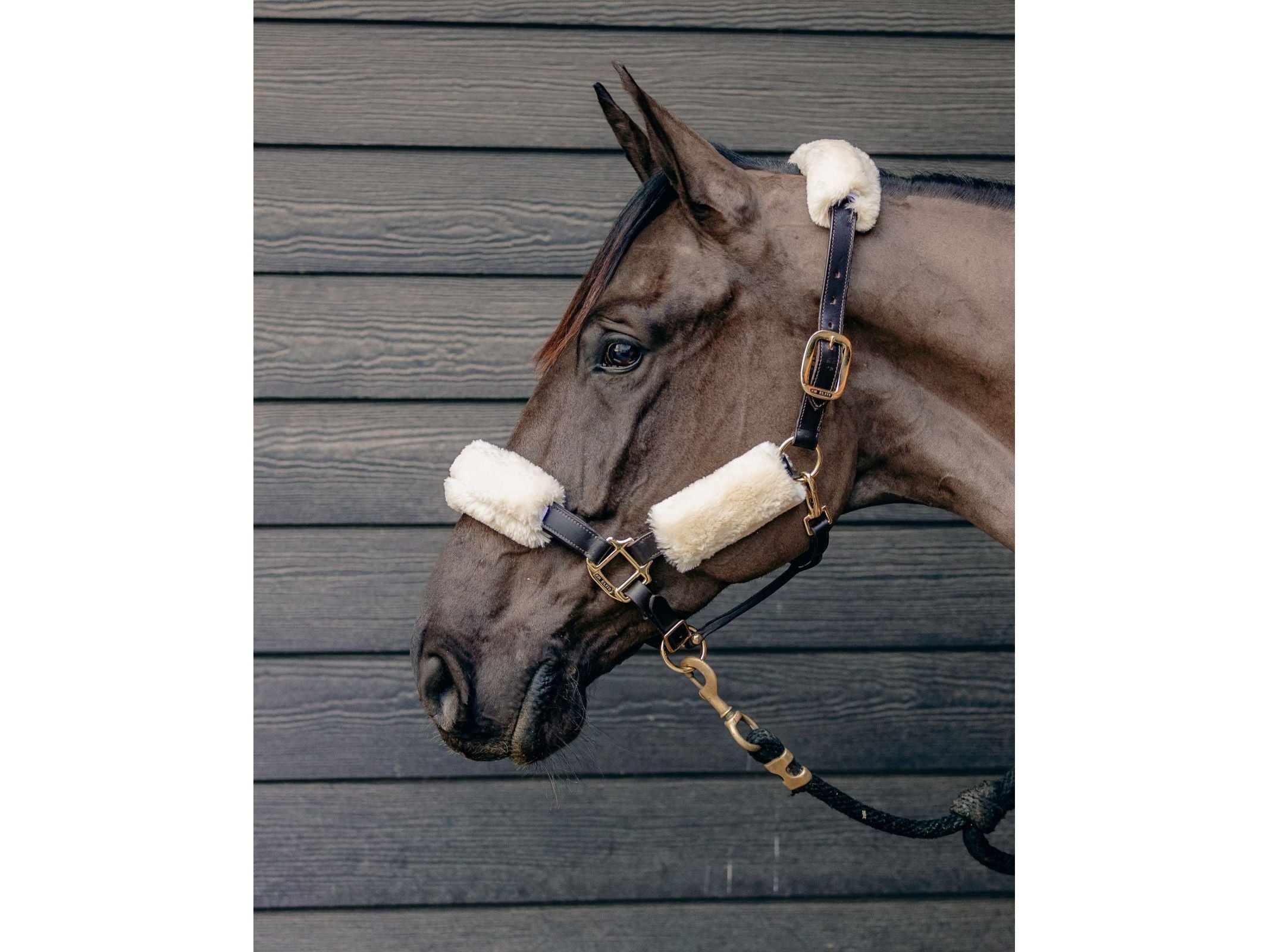 km elite teddy soft headstall set - equestrian equipment