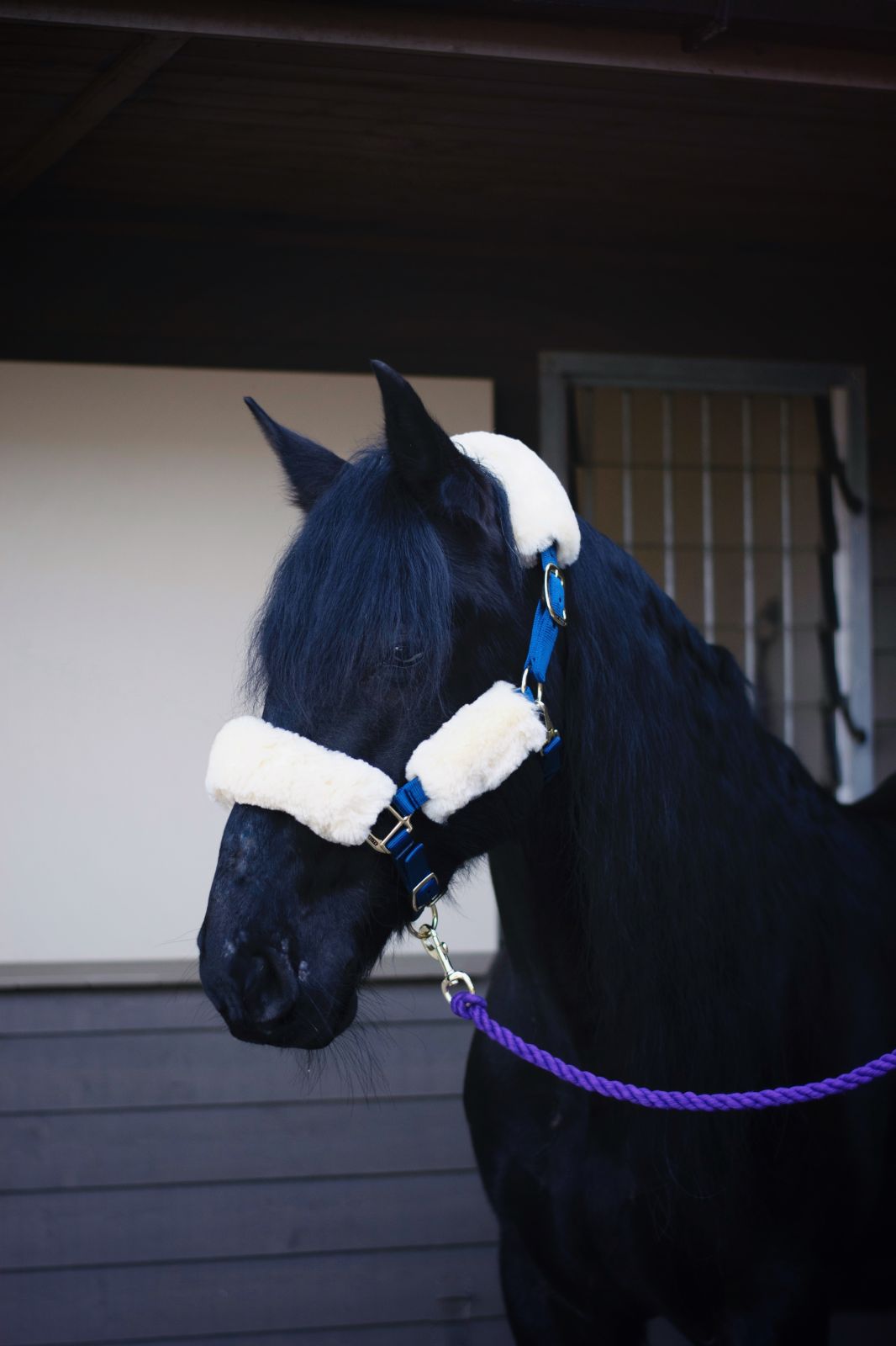 100% merino sheepskin headstall set - equestrian equipment