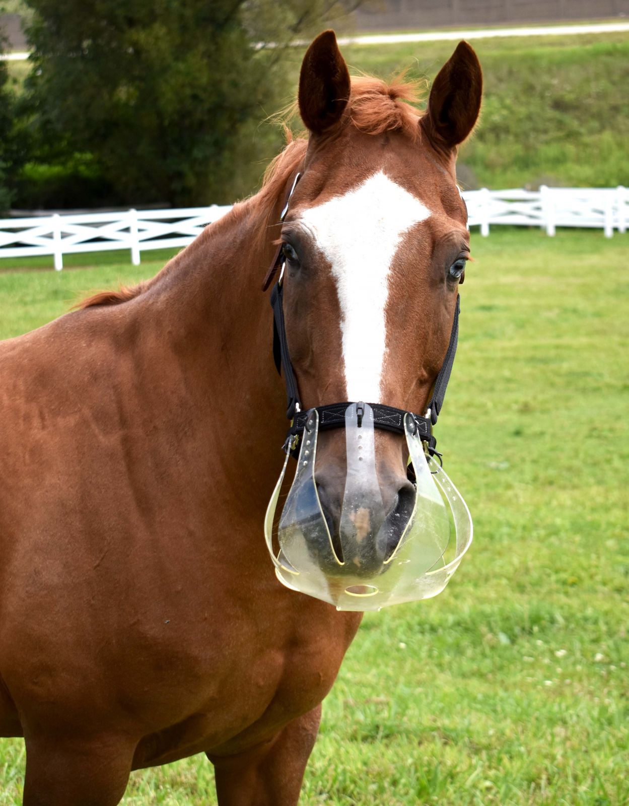 thinline flexible filly grazing muzzle - equestrian equipment
