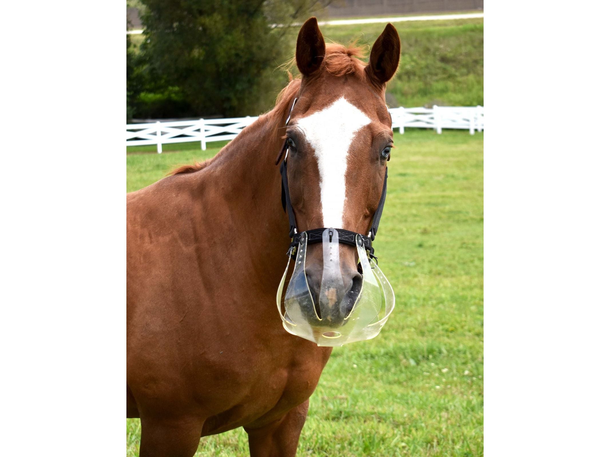 thinline flexible filly grazing muzzle - equestrian equipment