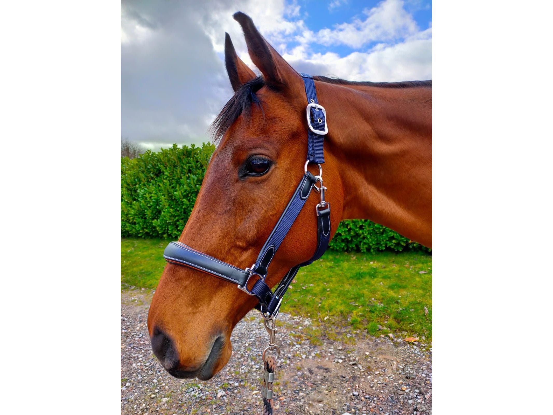leather webbing headcollar navy contrast black leather - equestrian equipment