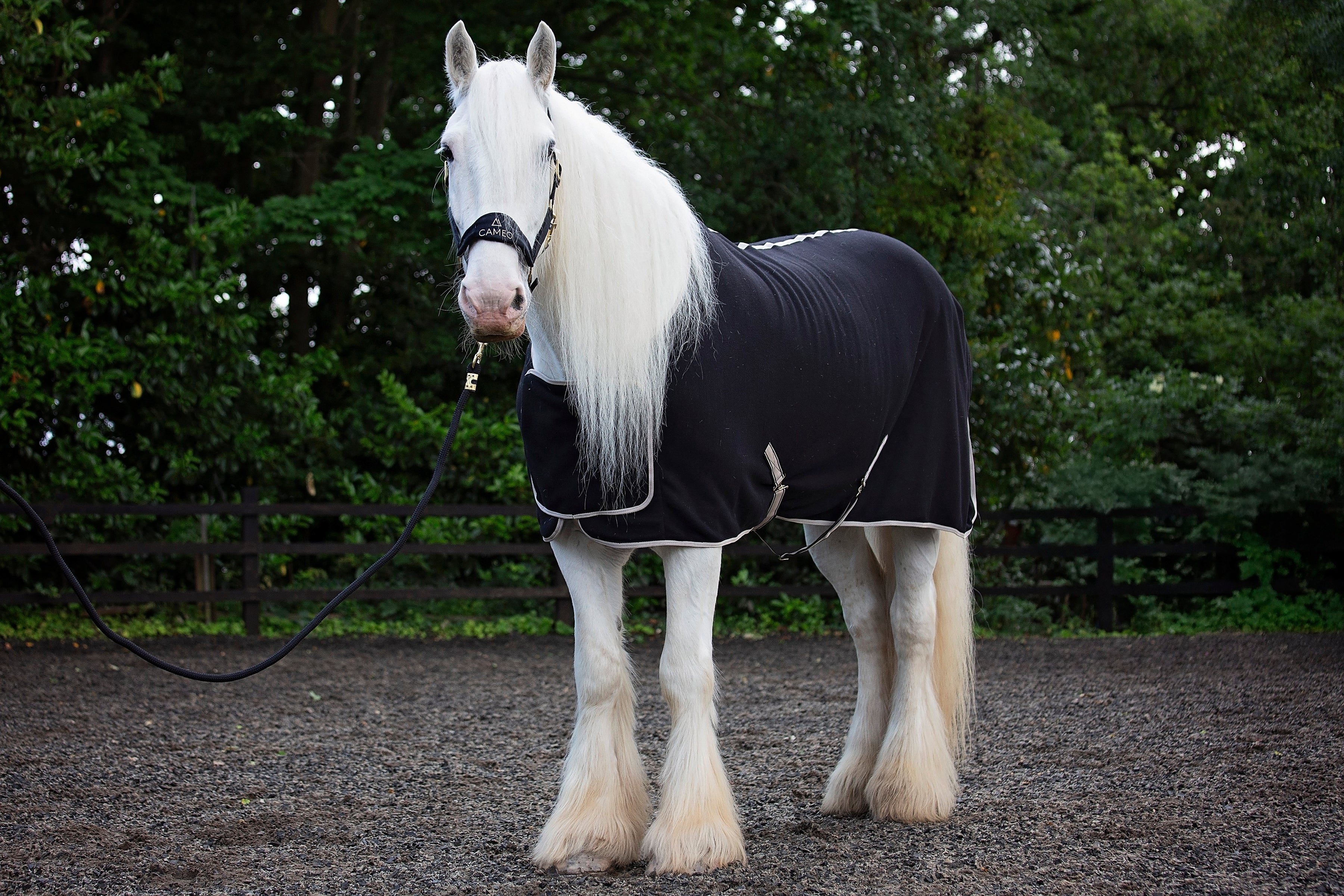 Elevate Show Rug