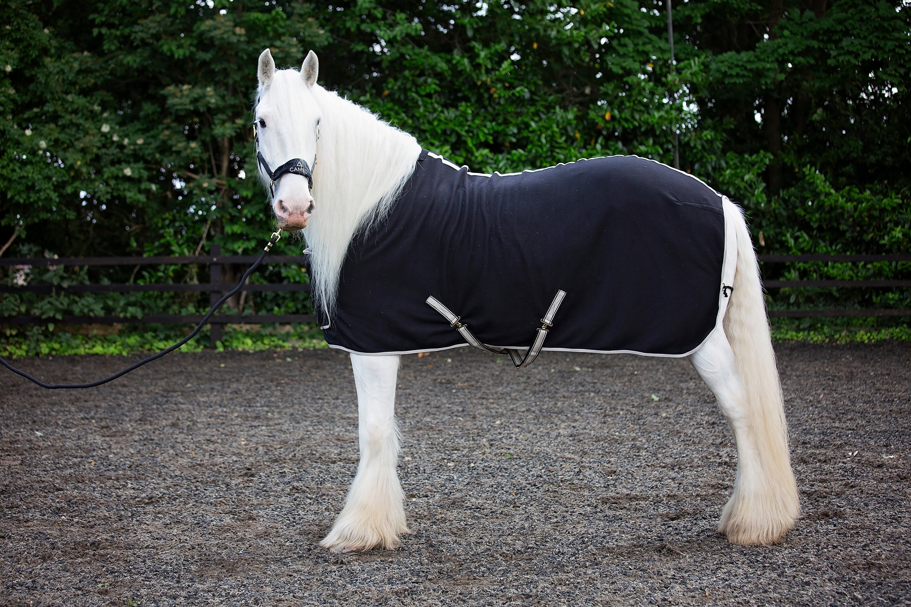 Elevate Show Rug