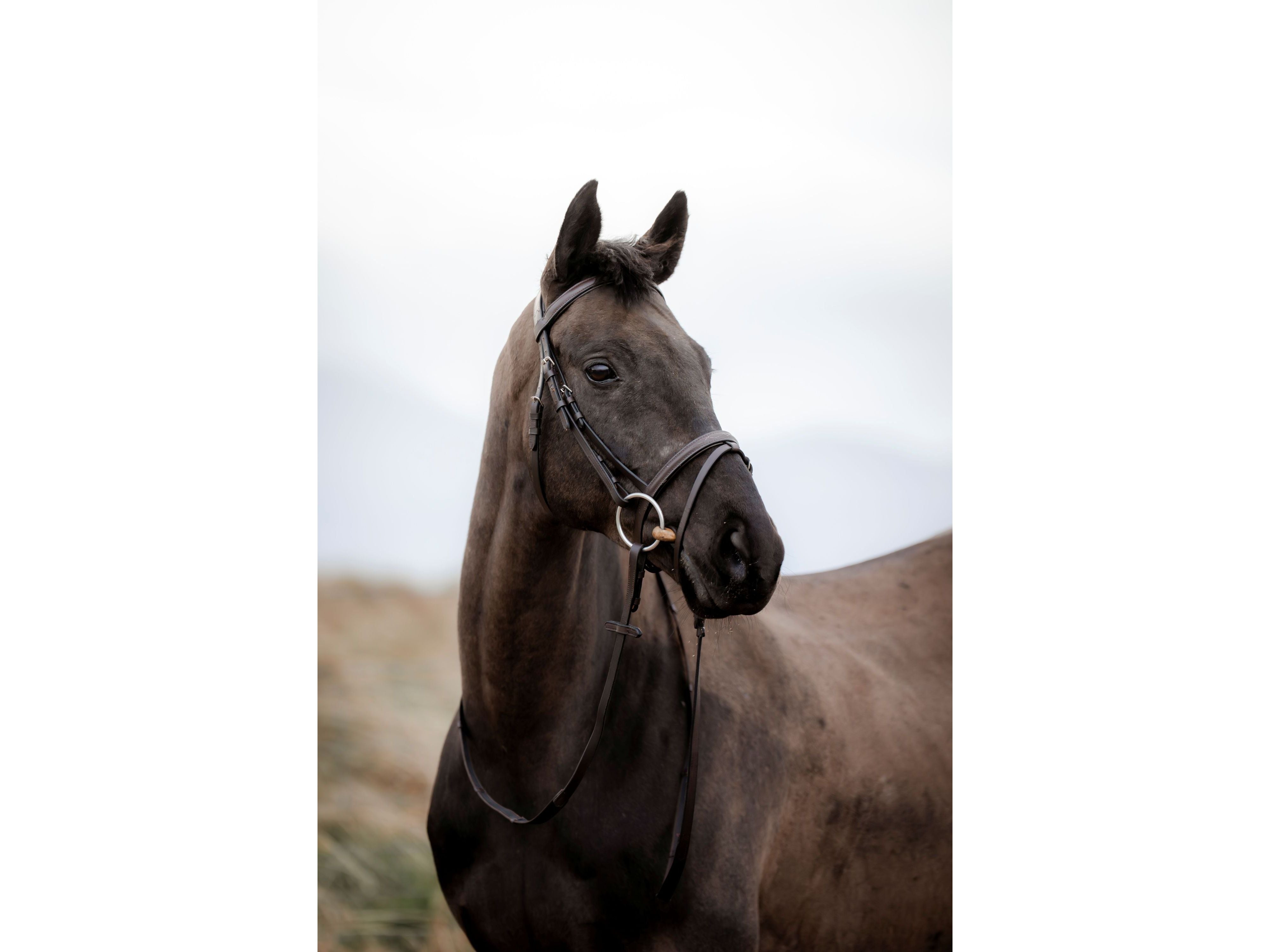 EasyStride Bridle With Reins side view