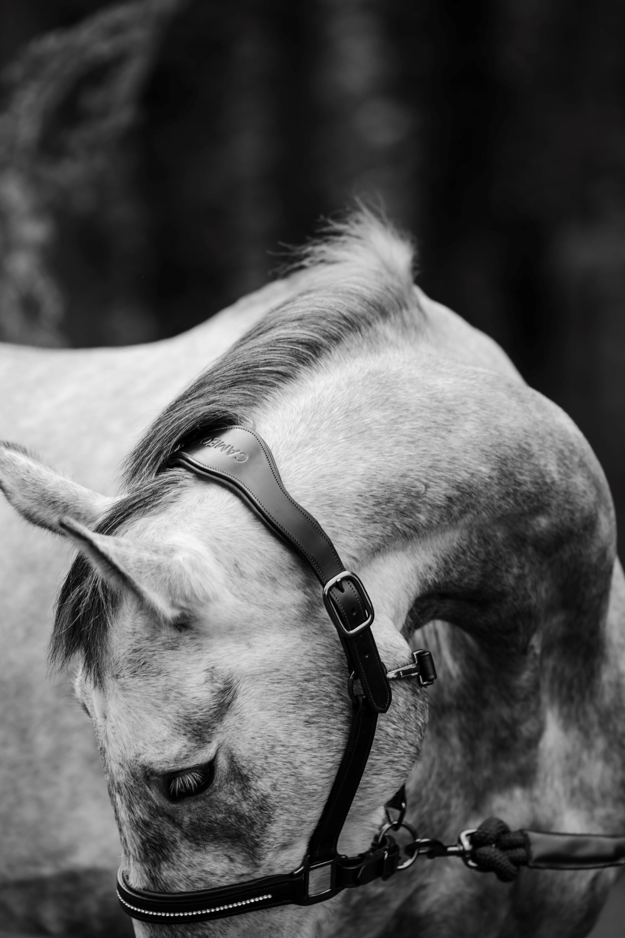 Competition Leather Headcollar & Rope