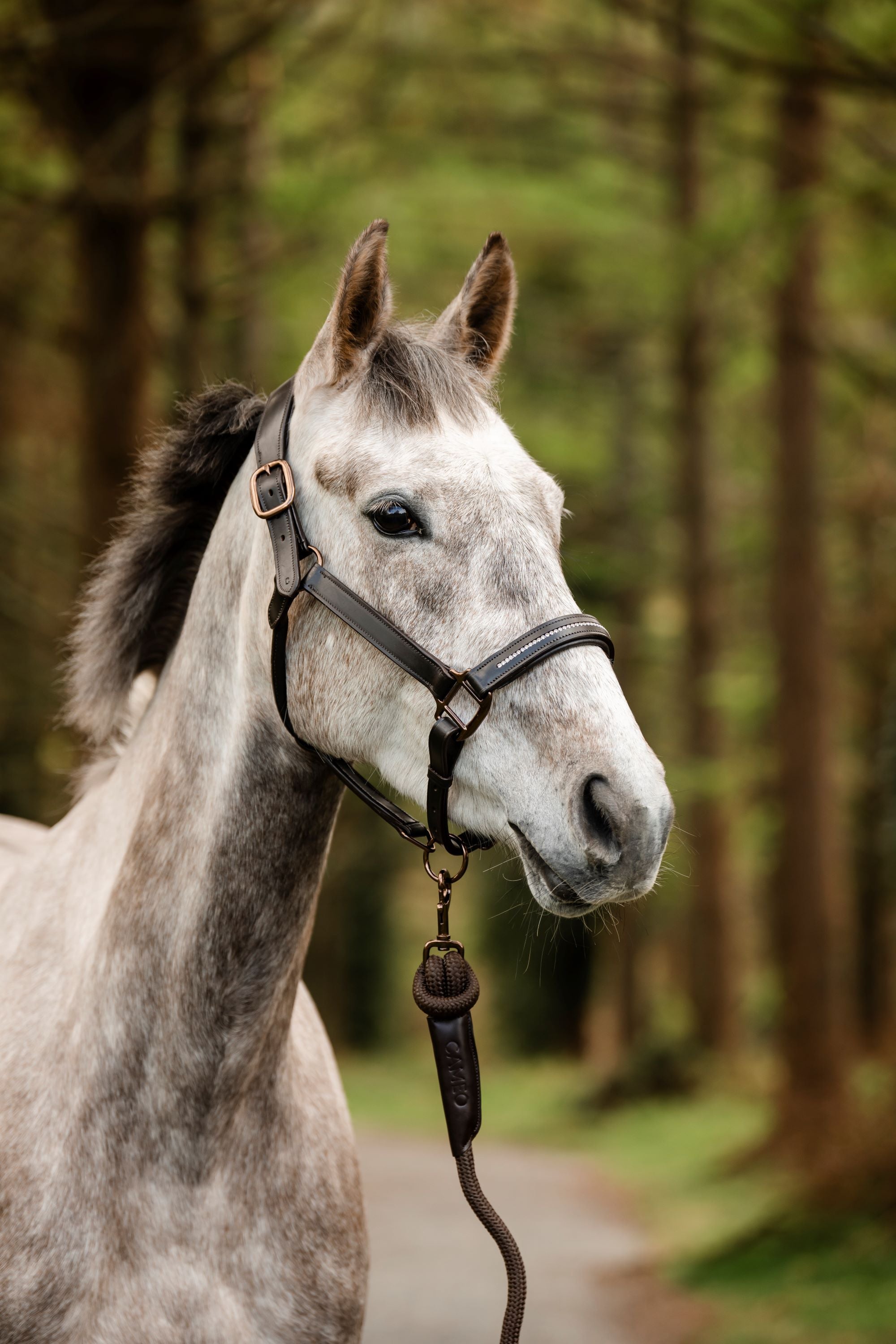Competition Leather Headcollar & Rope