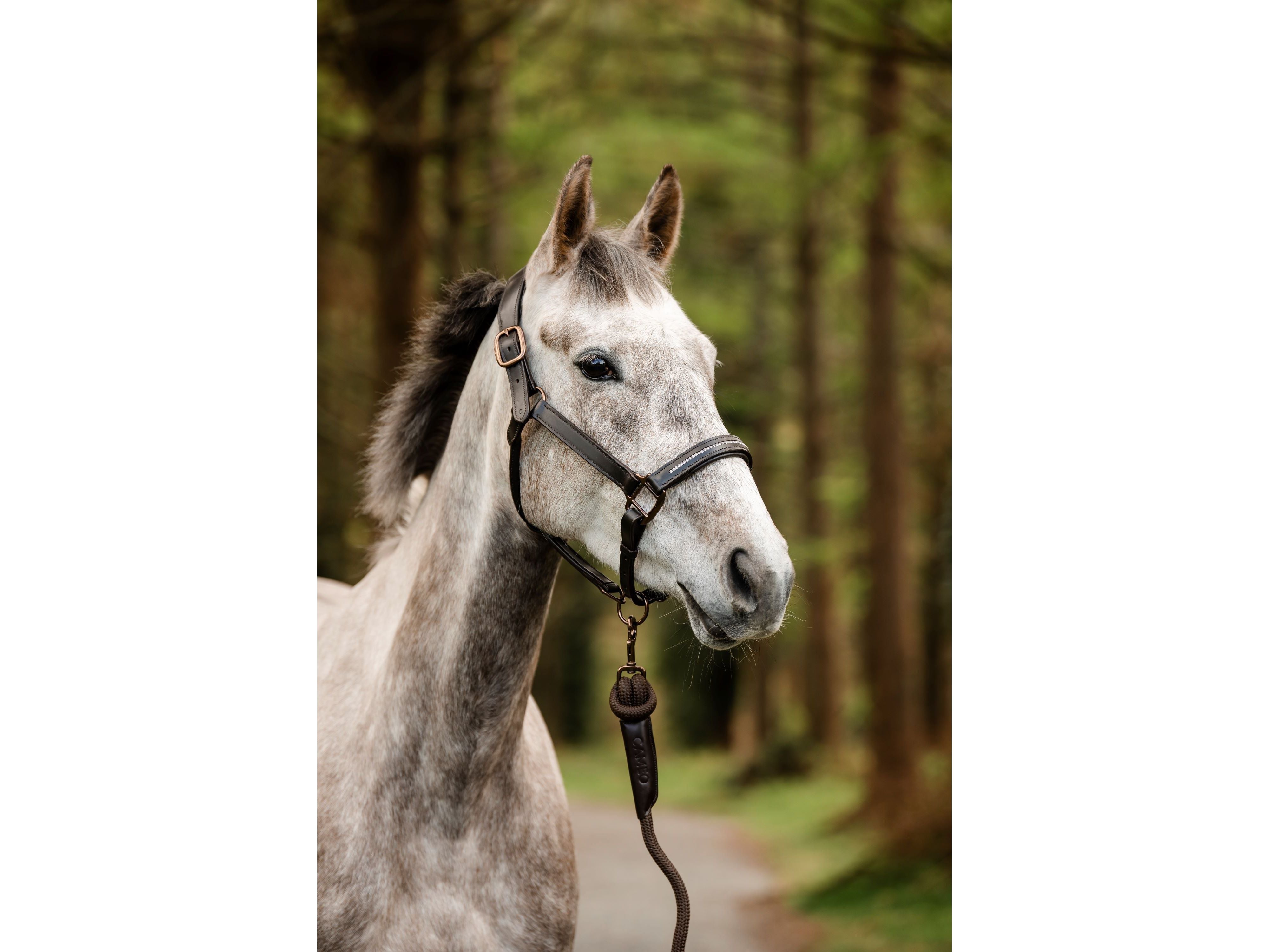 Competition Leather Headcollar & Rope side view