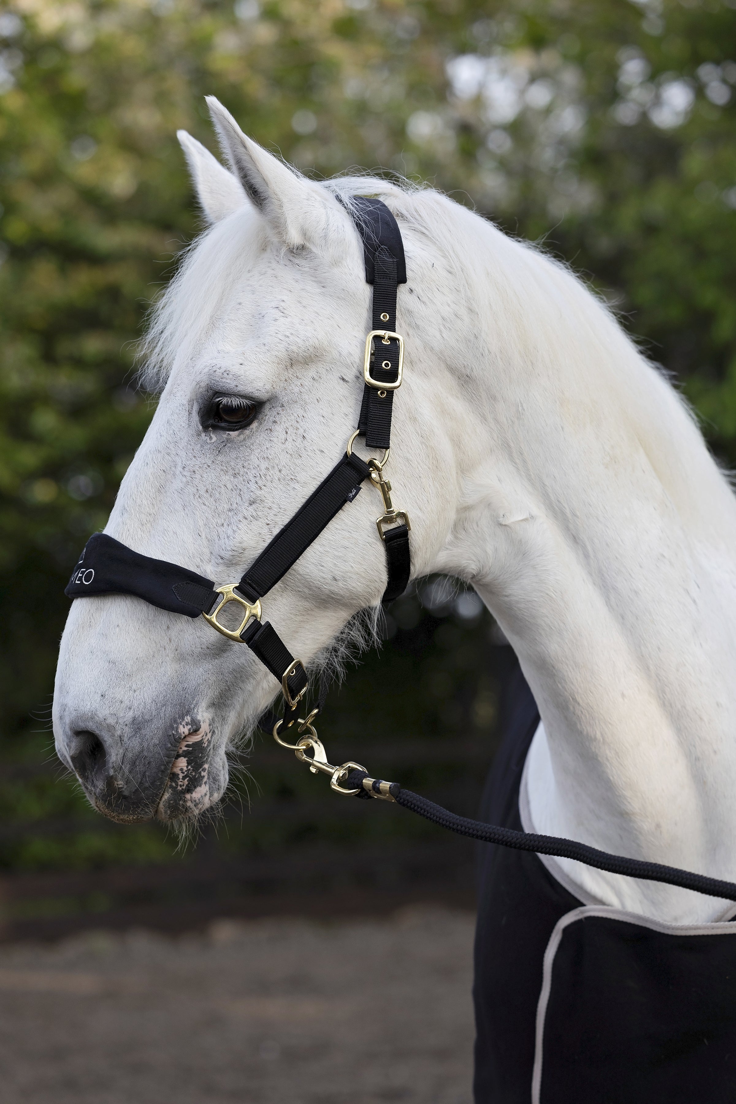 Suede Elite Headcollar & Rope set