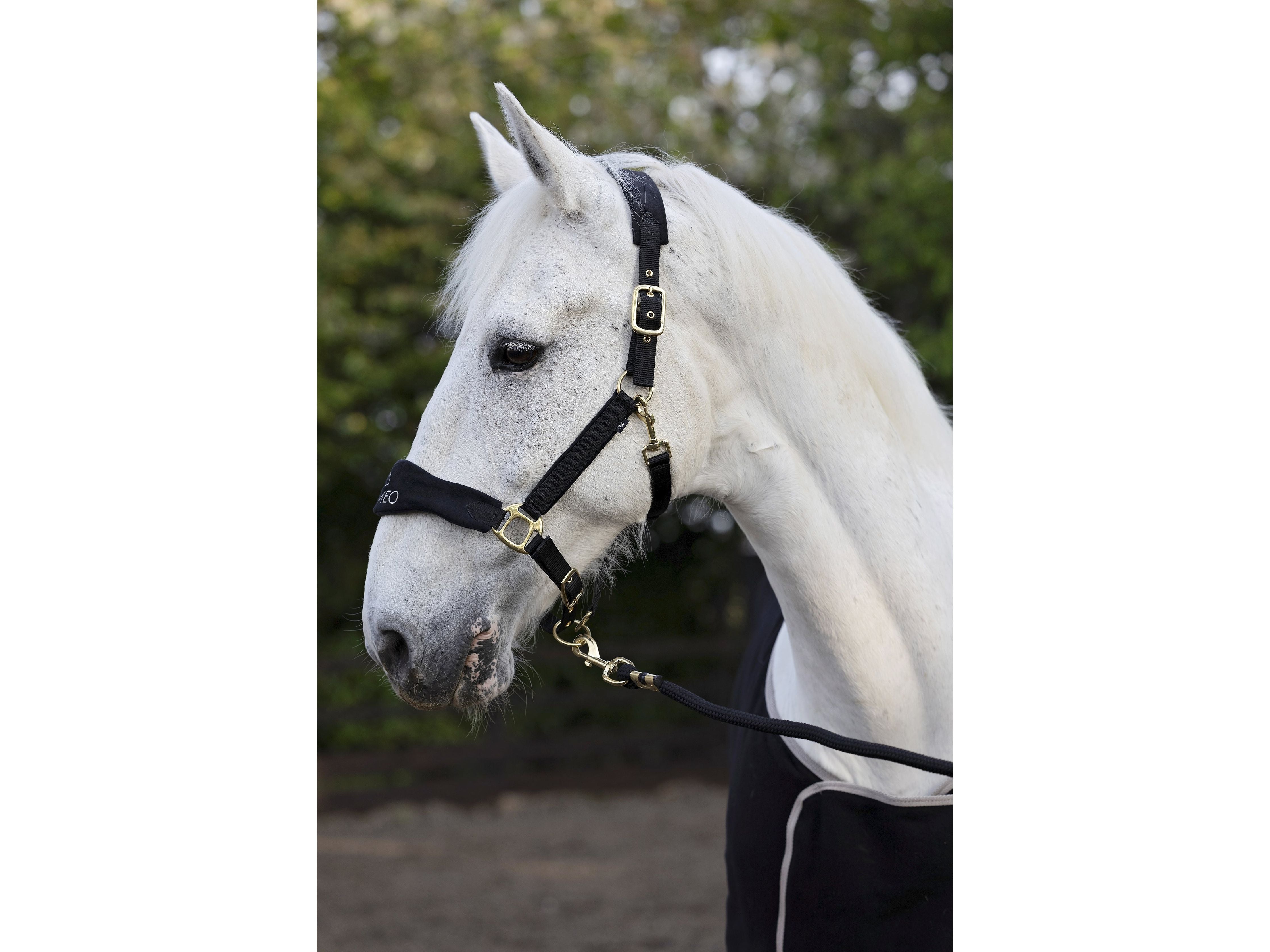 Suede Elite Headcollar & Rope set main view