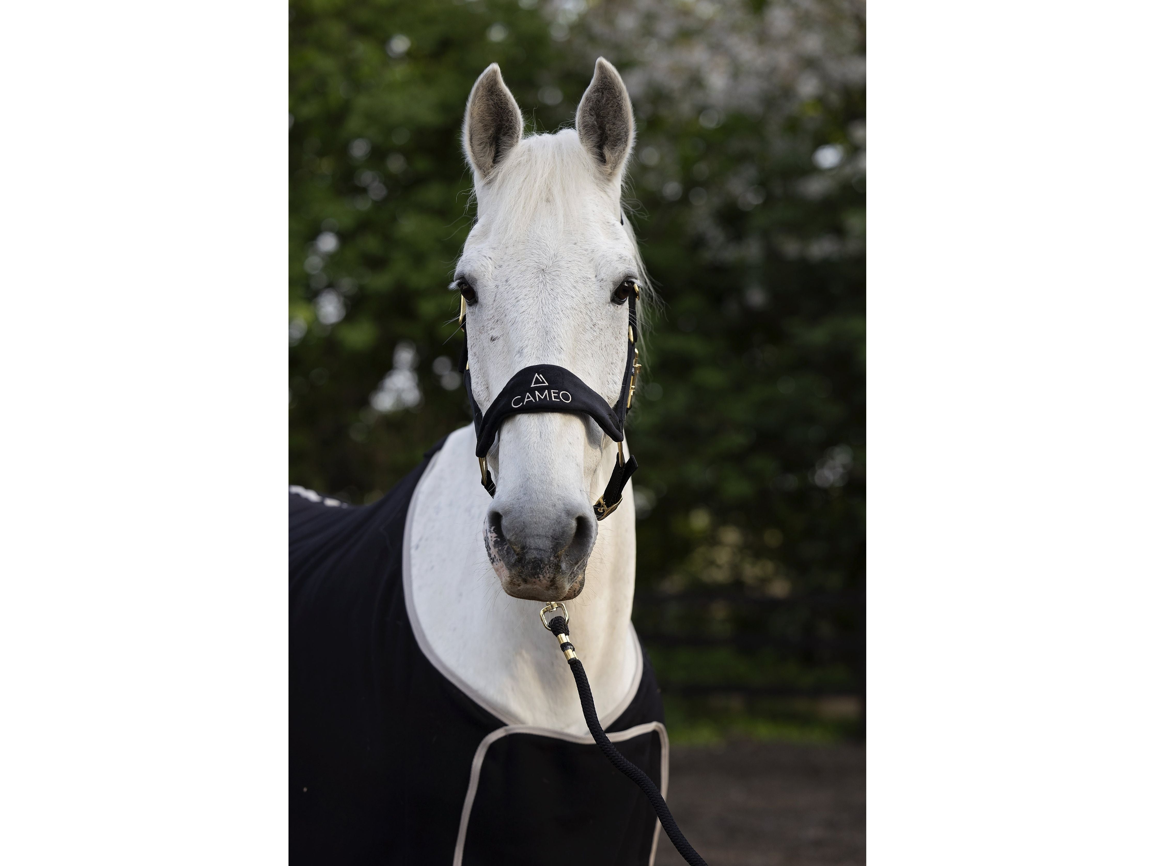 Suede Elite Headcollar & Rope set detail view