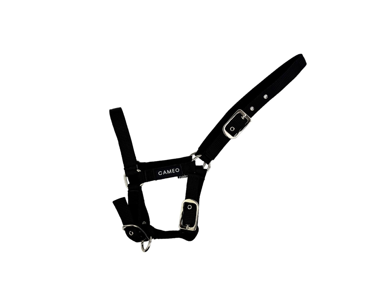 Foal Headcollar close-up