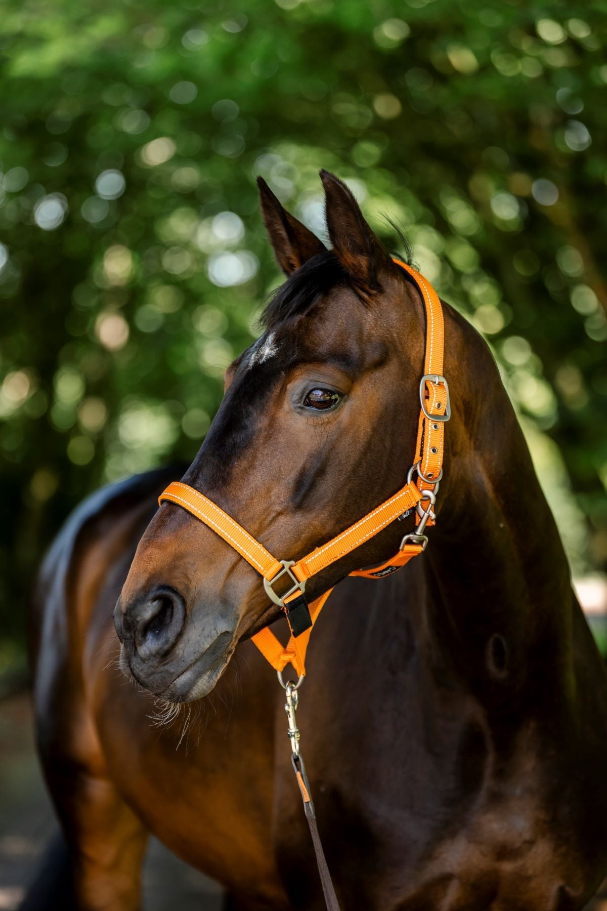 Fieldsafe Headcollar