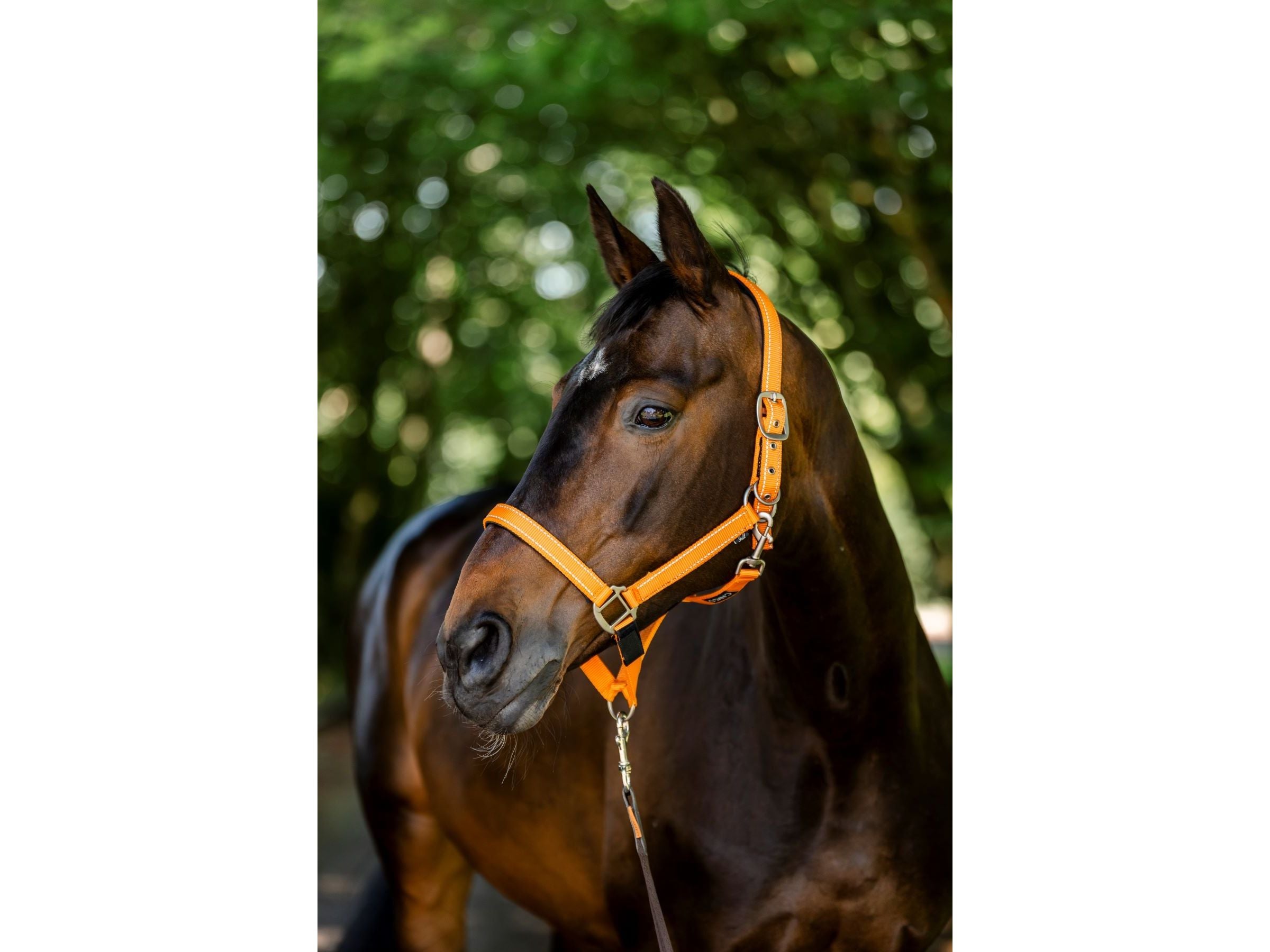 Fieldsafe Headcollar main view