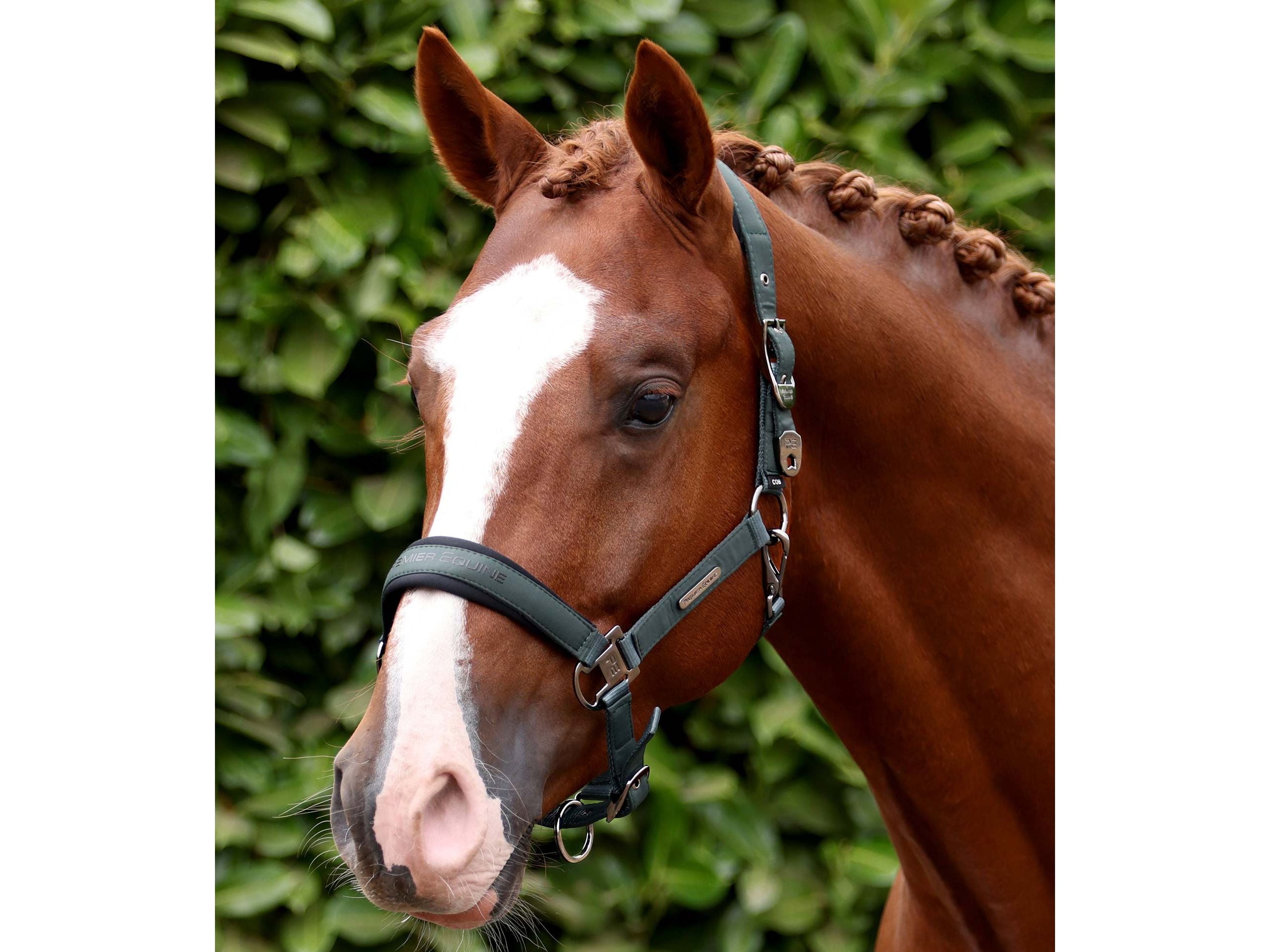 Duco Padded Head Collar With Lead Rope