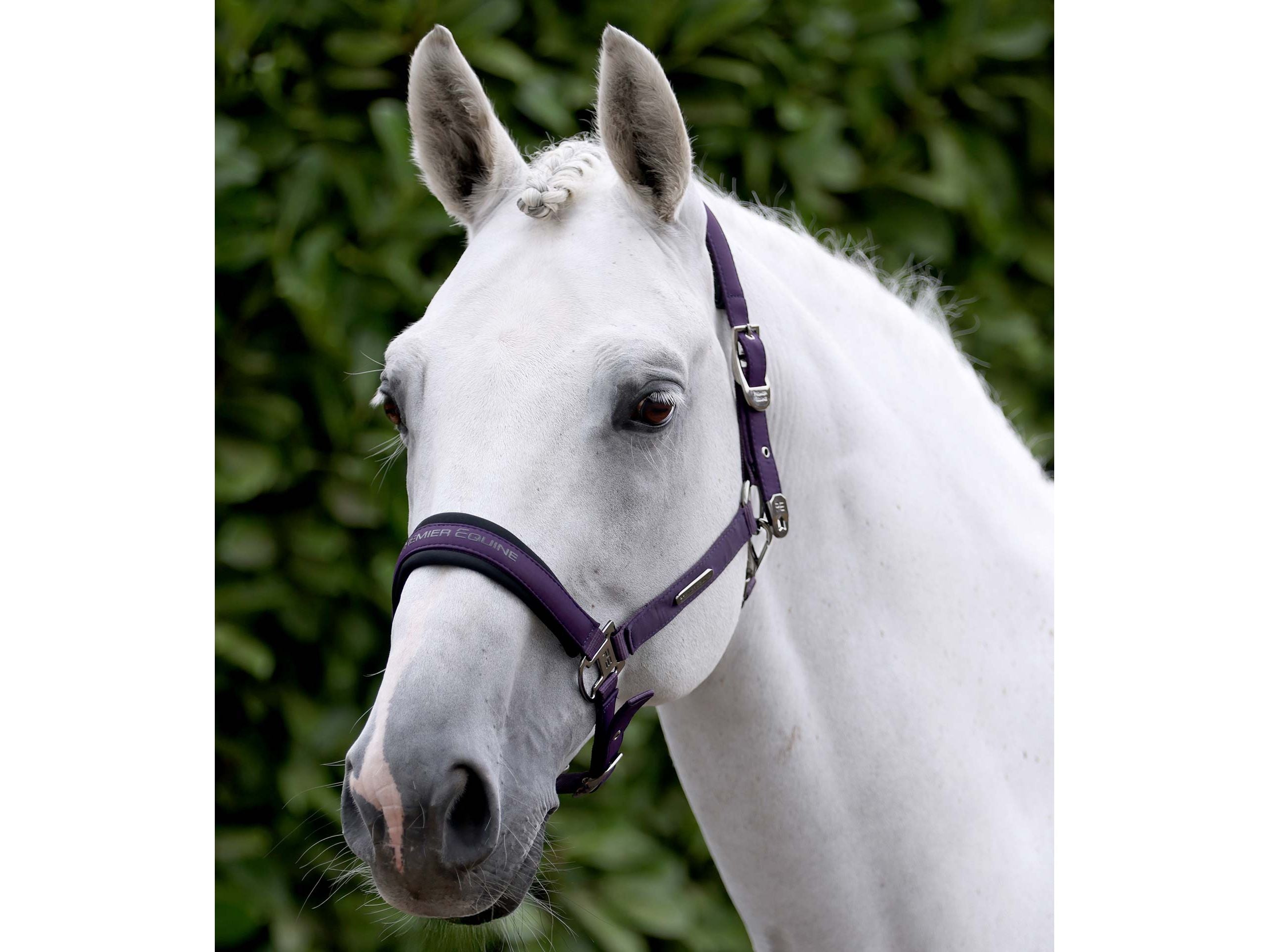 Duco Padded Head Collar With Lead Rope