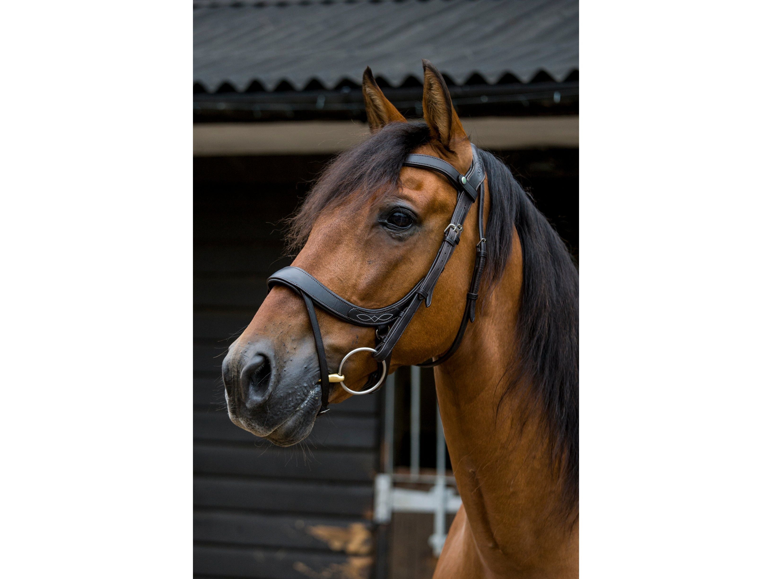 Freedom Comfort Bridle view