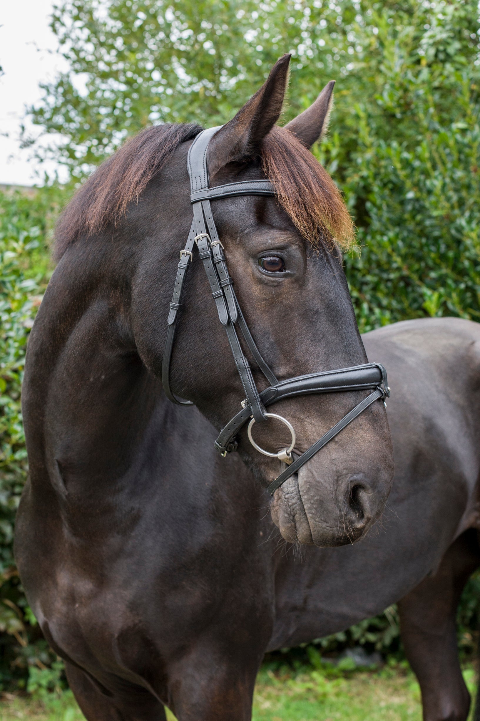 SuperLux Bridle