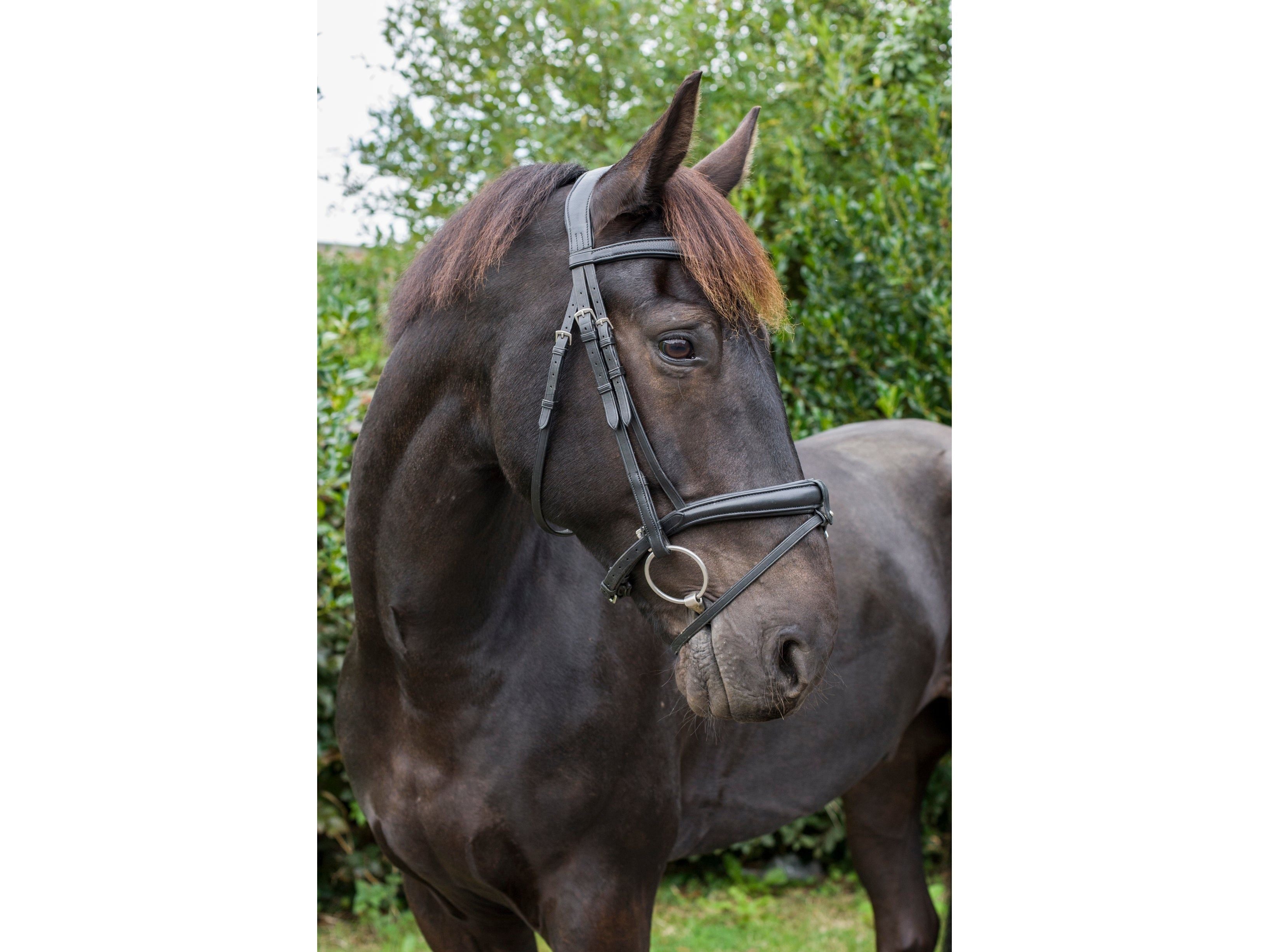 SuperLux Bridle side view