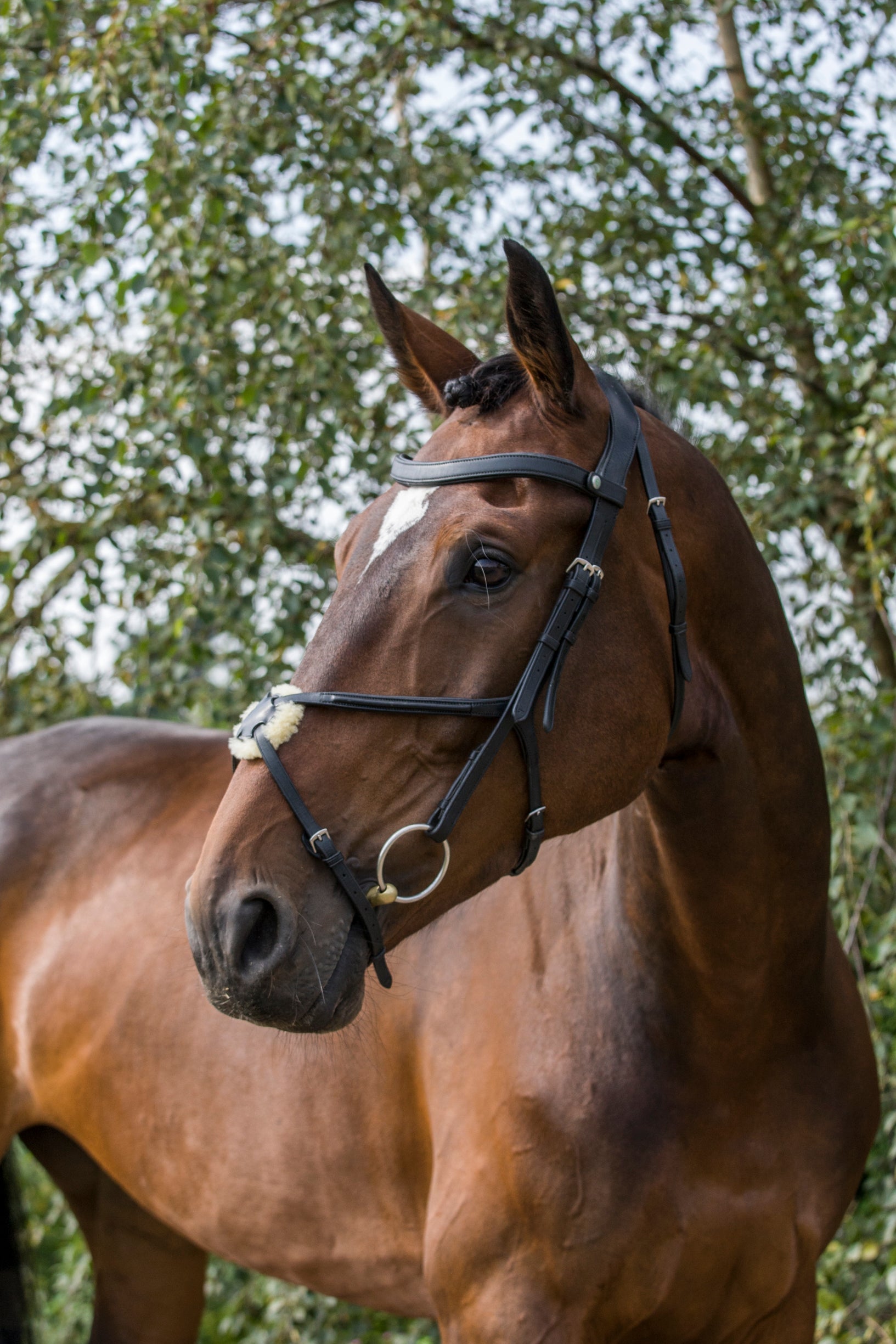 Freedom Grackle Noseband