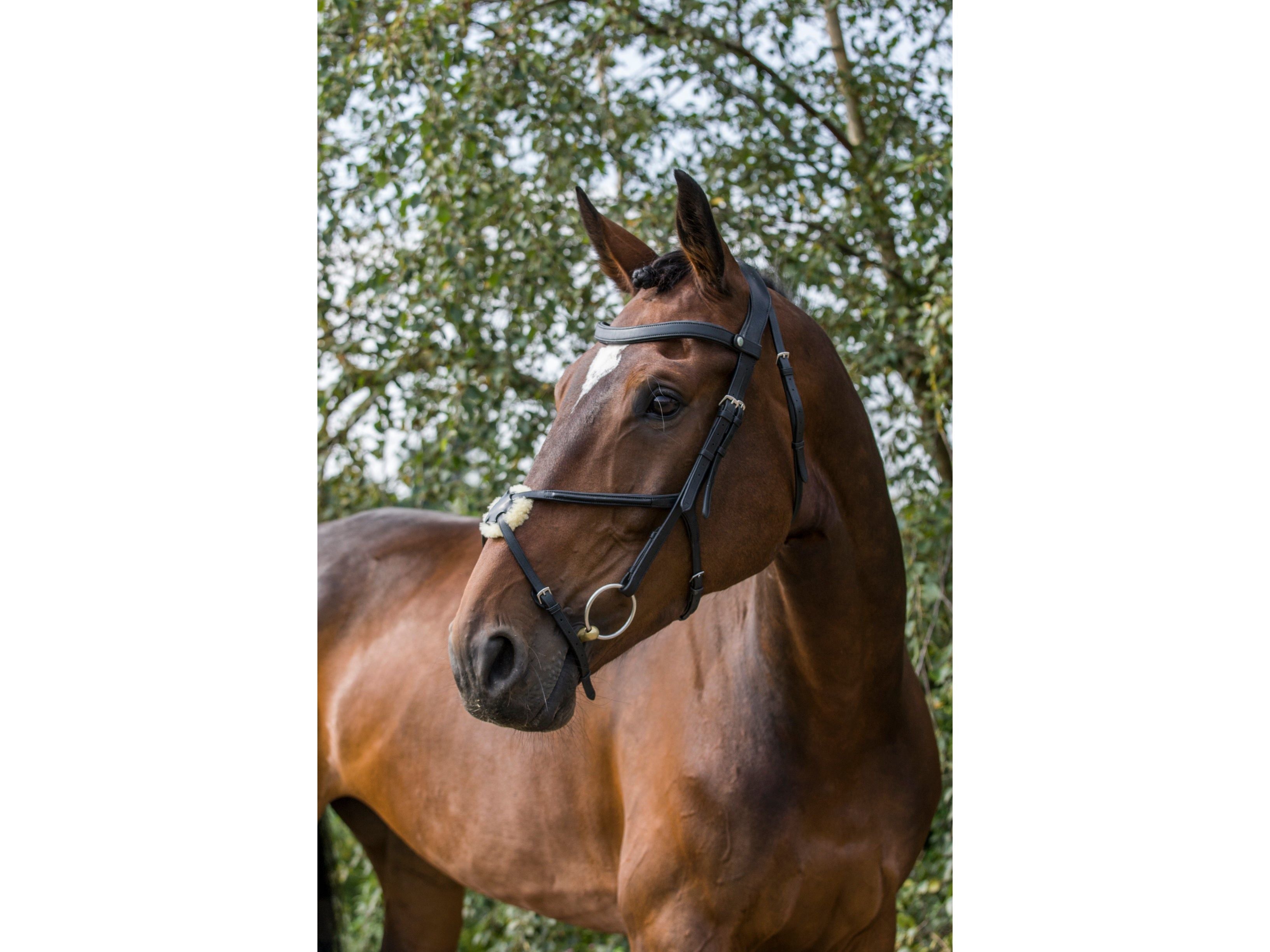 Freedom Grackle Noseband side view